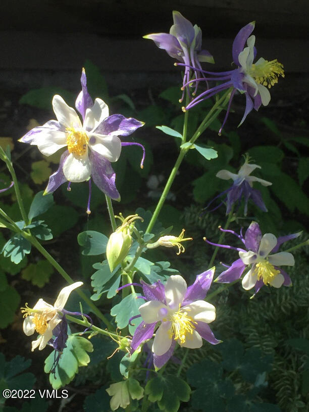 753 Bull Run Eagle, CO 81631 - Photo 22 of 30 a view of a flower