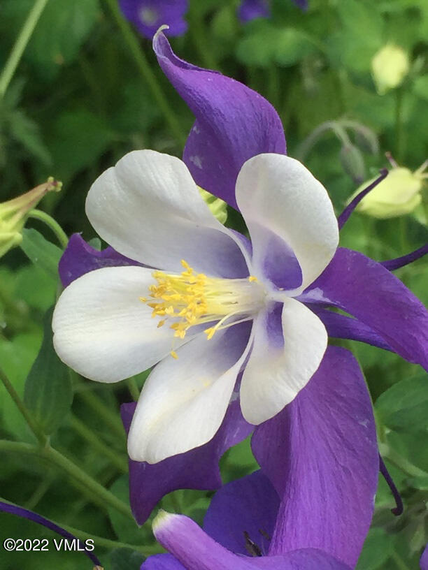 753 Bull Run Eagle, CO 81631 - Photo 23 of 30 a view of that has a swimming pool and yard