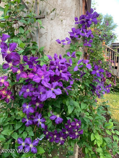 753 Bull Run Eagle, CO 81631 - Photo 25 of 30 a view of a flower