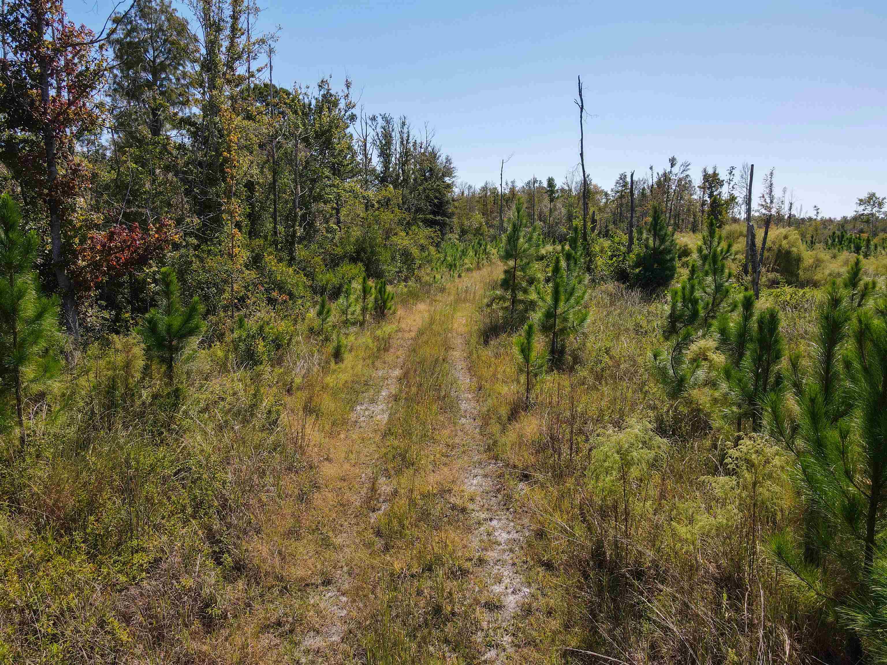 0 Southwest Mount Gilead Road Greenville, FL 32331 - Photo 30 of 33
