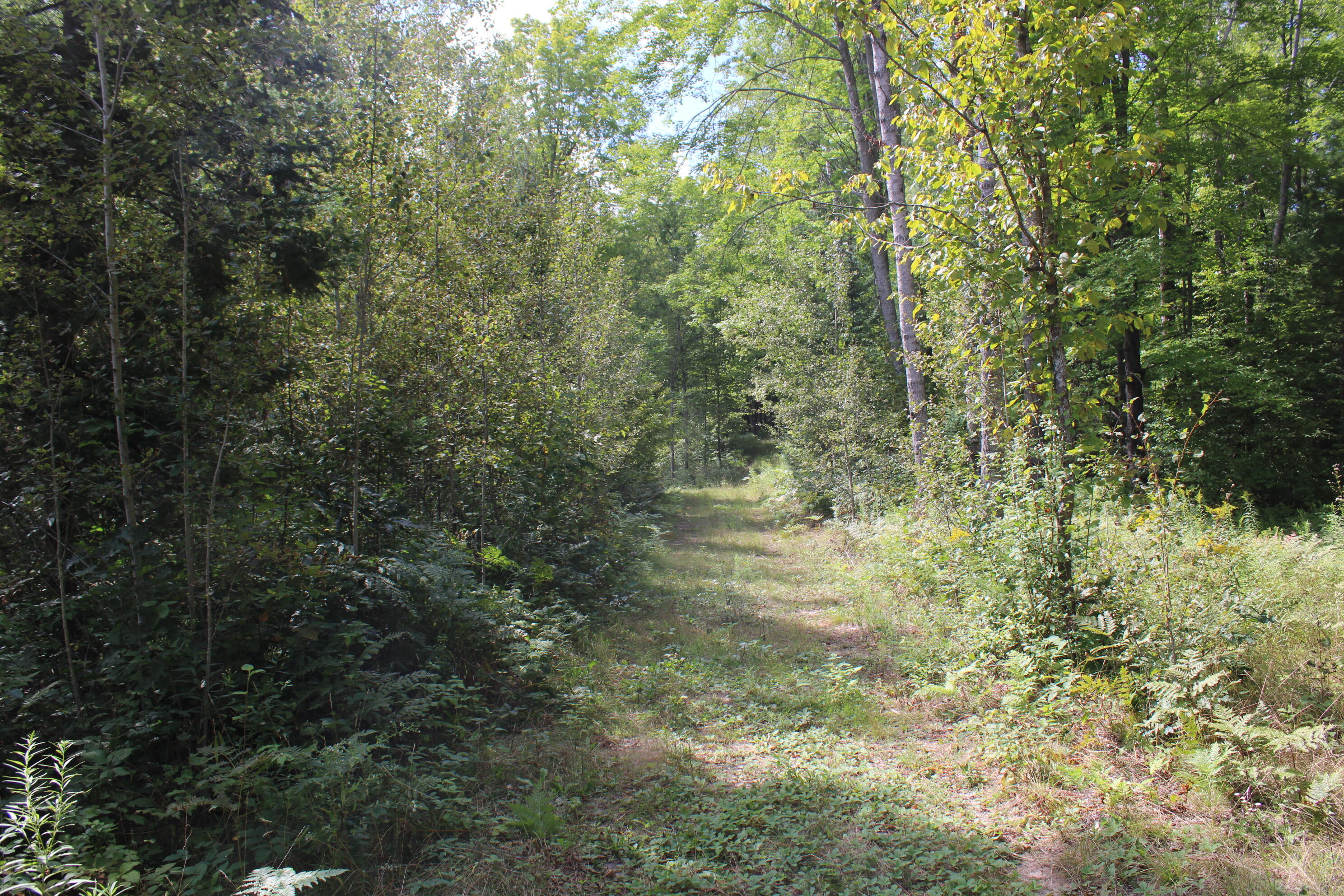 6720 Welch Road Curran, MI 48728 - Photo 149 of 155 IMG_6280