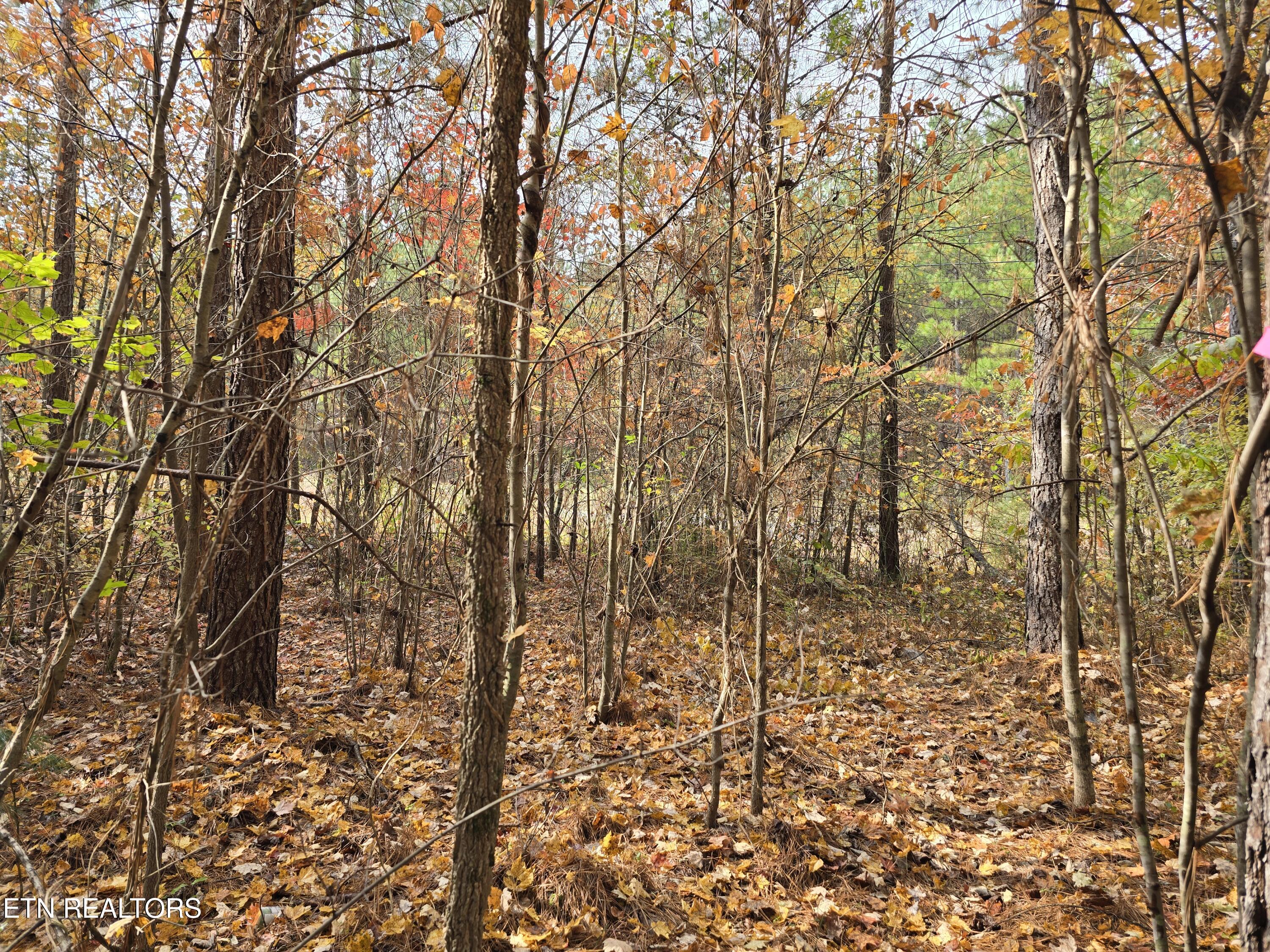 Lot 2 West Robbins Road Robbins, TN 37852 - Photo 1 of 8 Lot 2 Holly Woods (5)