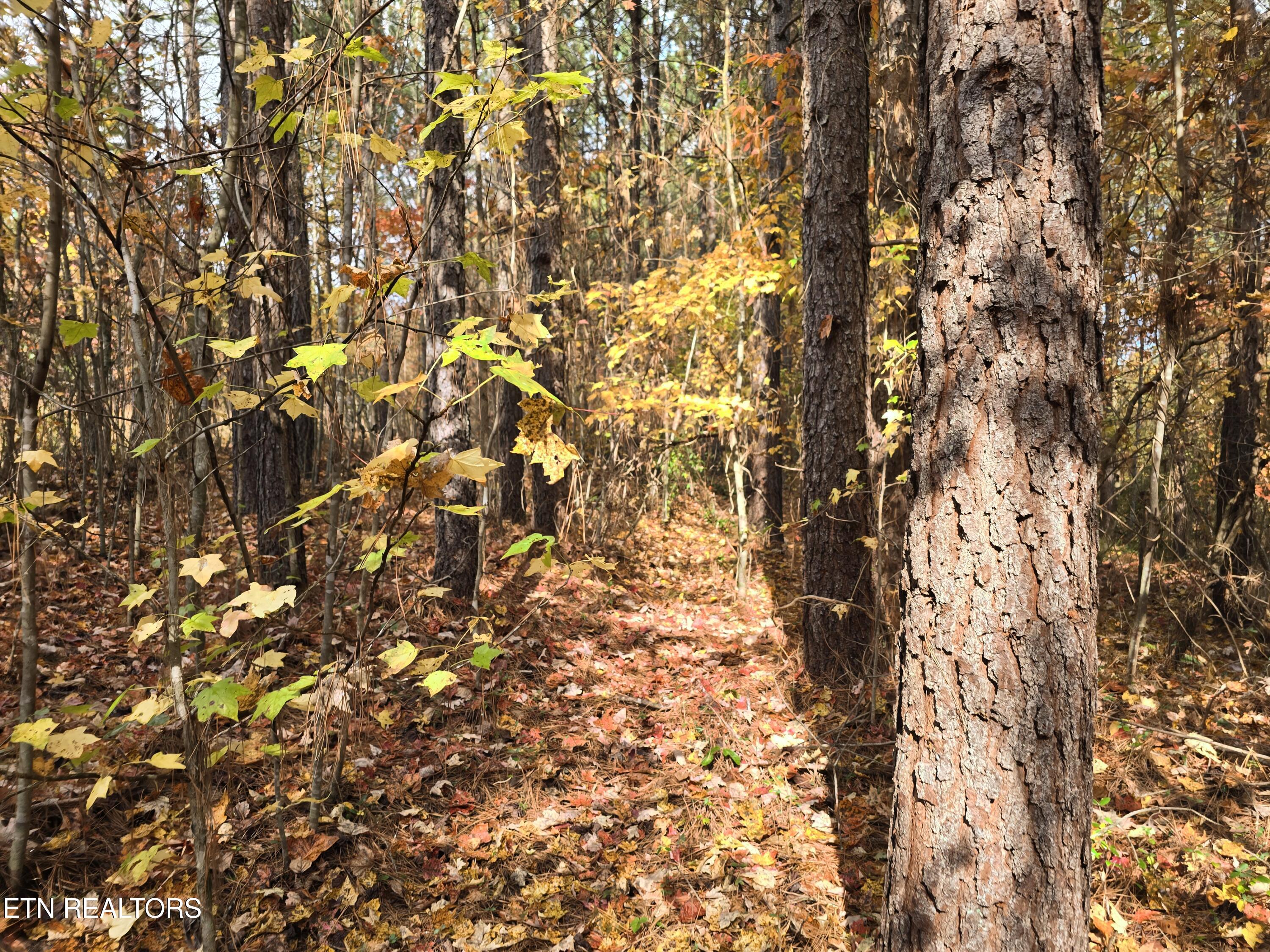 Lot 2 West Robbins Road Robbins, TN 37852 - Photo 3 of 8 Lot 2 Holly Woods (2)