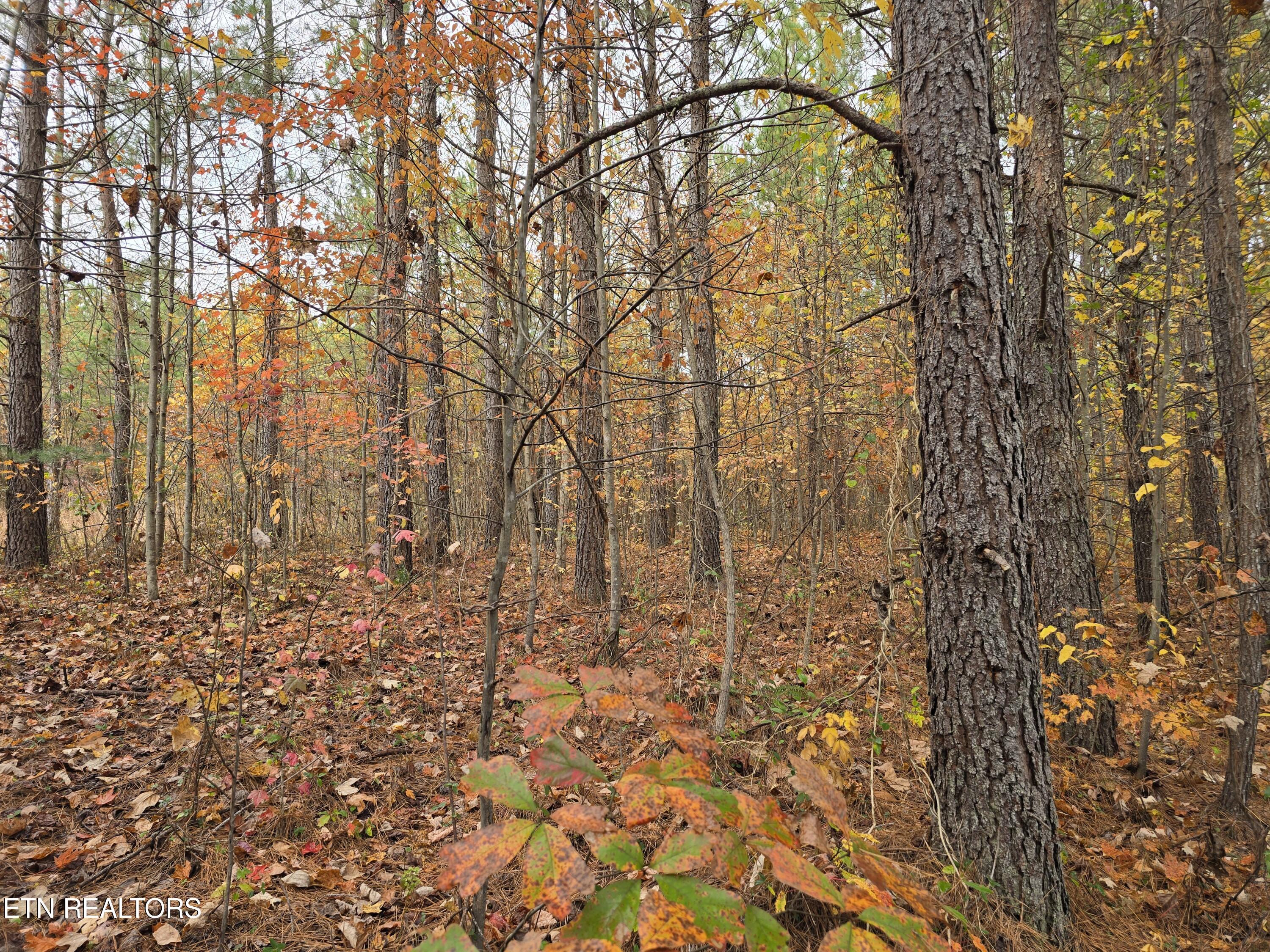 Lot 2 West Robbins Road Robbins, TN 37852 - Photo 4 of 8 Lot 2 Holly Woods (3)