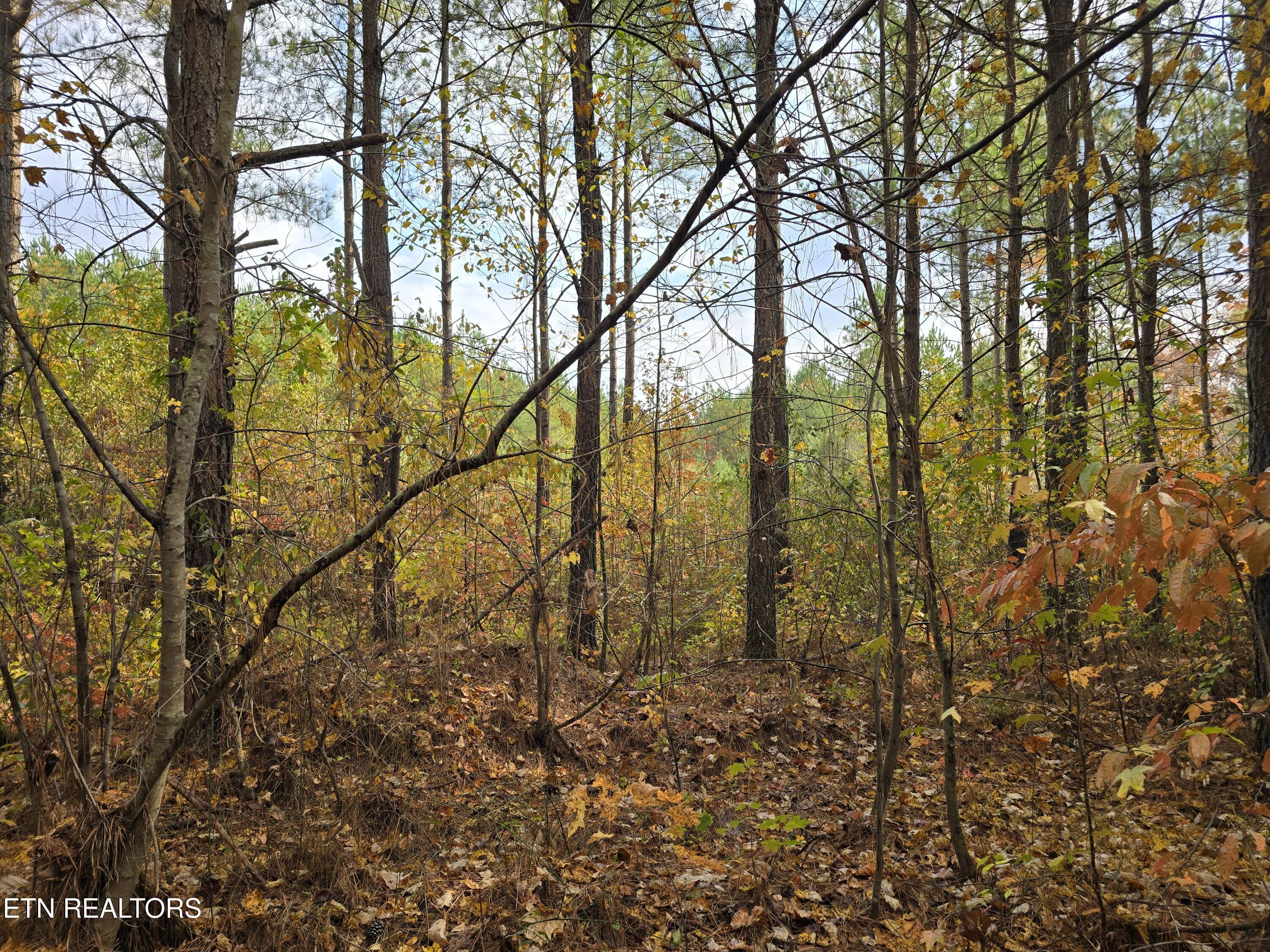 Lot 2 West Robbins Road Robbins, TN 37852 - Photo 5 of 8 Lot 2 Holly Woods (4)