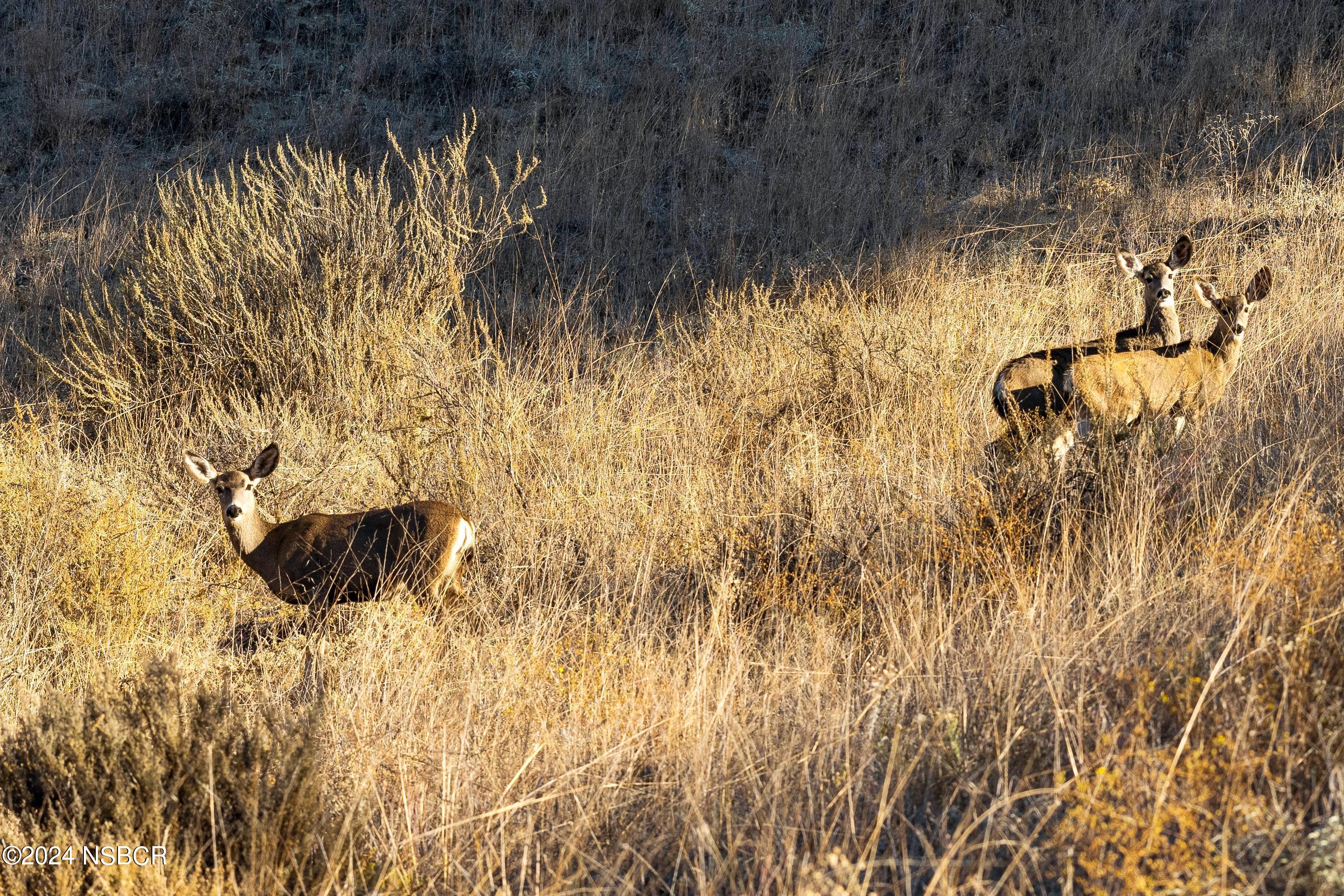 0 Ca Highway Los Alamos, CA 93440 - Photo 37 of 76 Deer