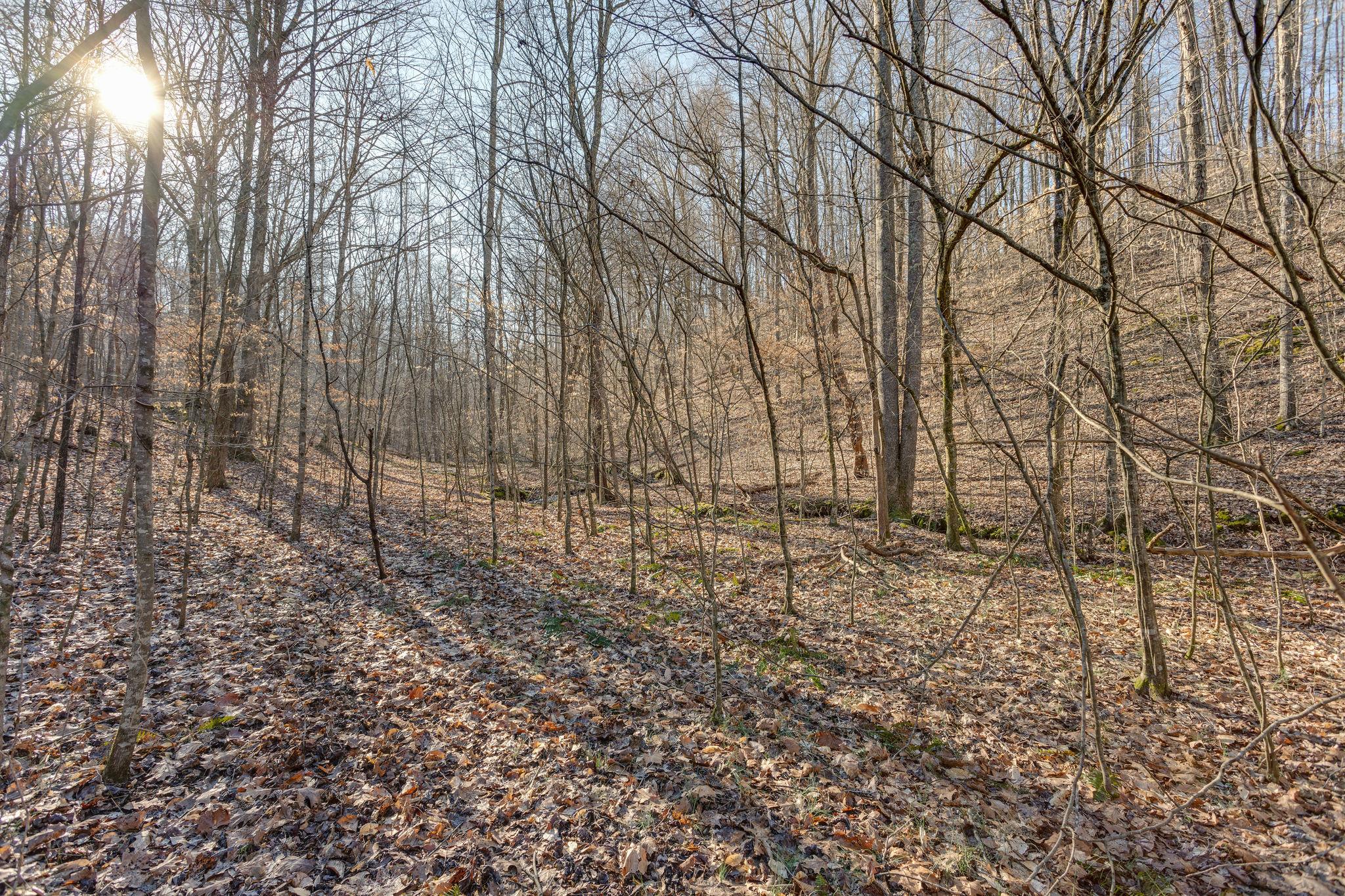 0 Blue Branch Road Lynnville, TN 38472 - Photo 1 of 14 Gallery Image 1