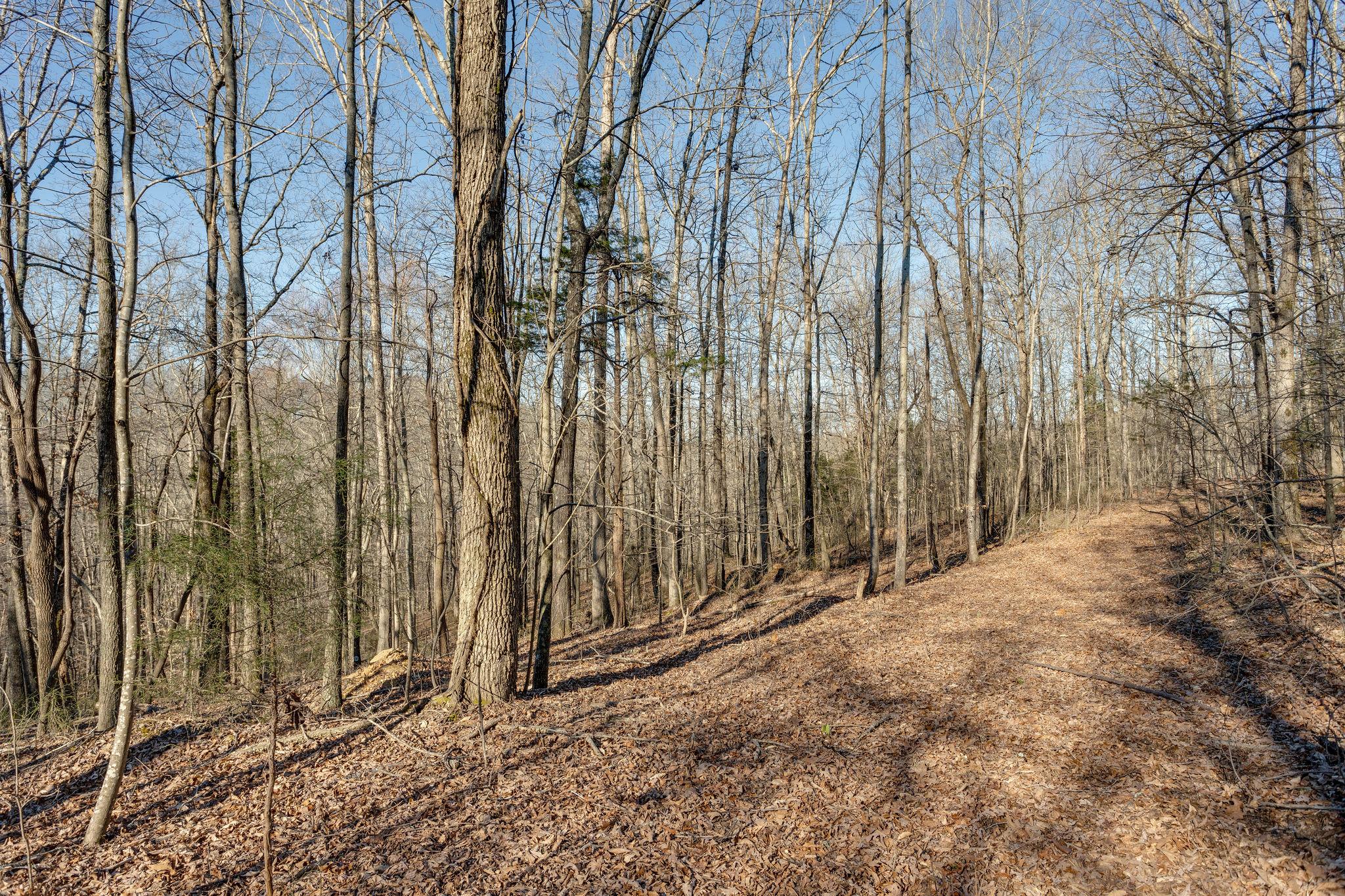 0 Blue Branch Road Lynnville, TN 38472 - Photo 13 of 14 Gallery Image 13
