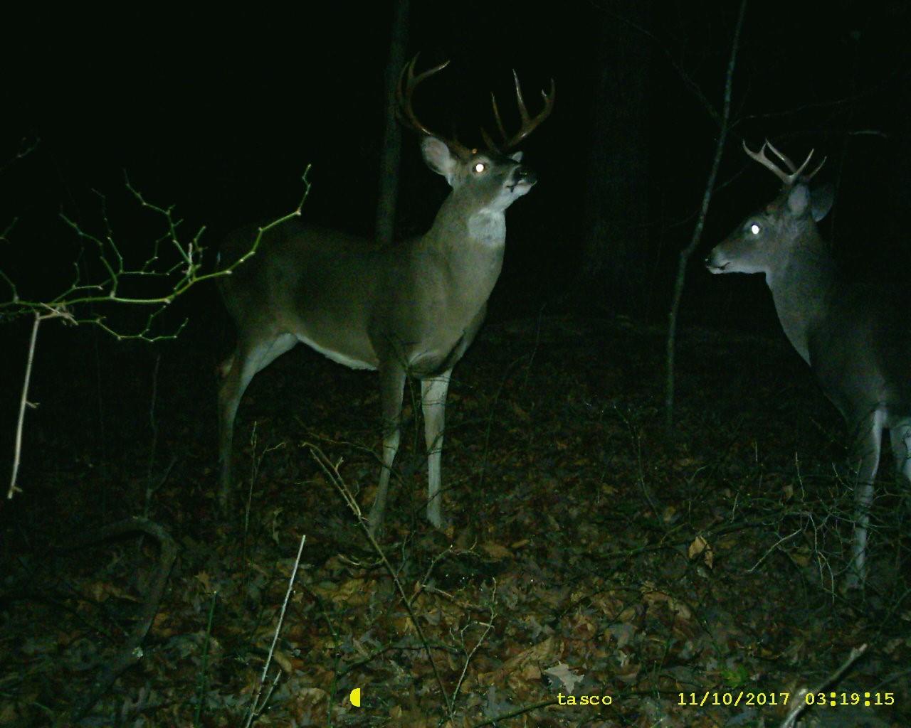 0 Blue Branch Road Lynnville, TN 38472 - Photo 2 of 14 Gallery Image 2
