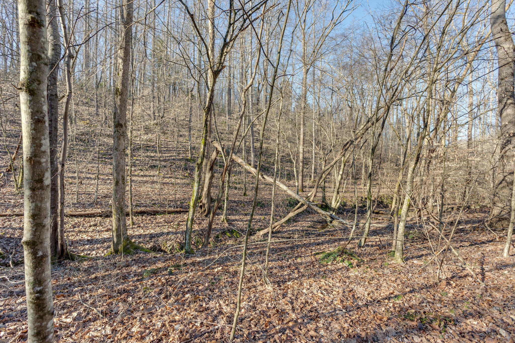 0 Blue Branch Road Lynnville, TN 38472 - Photo 10 of 14 Gallery Image 10