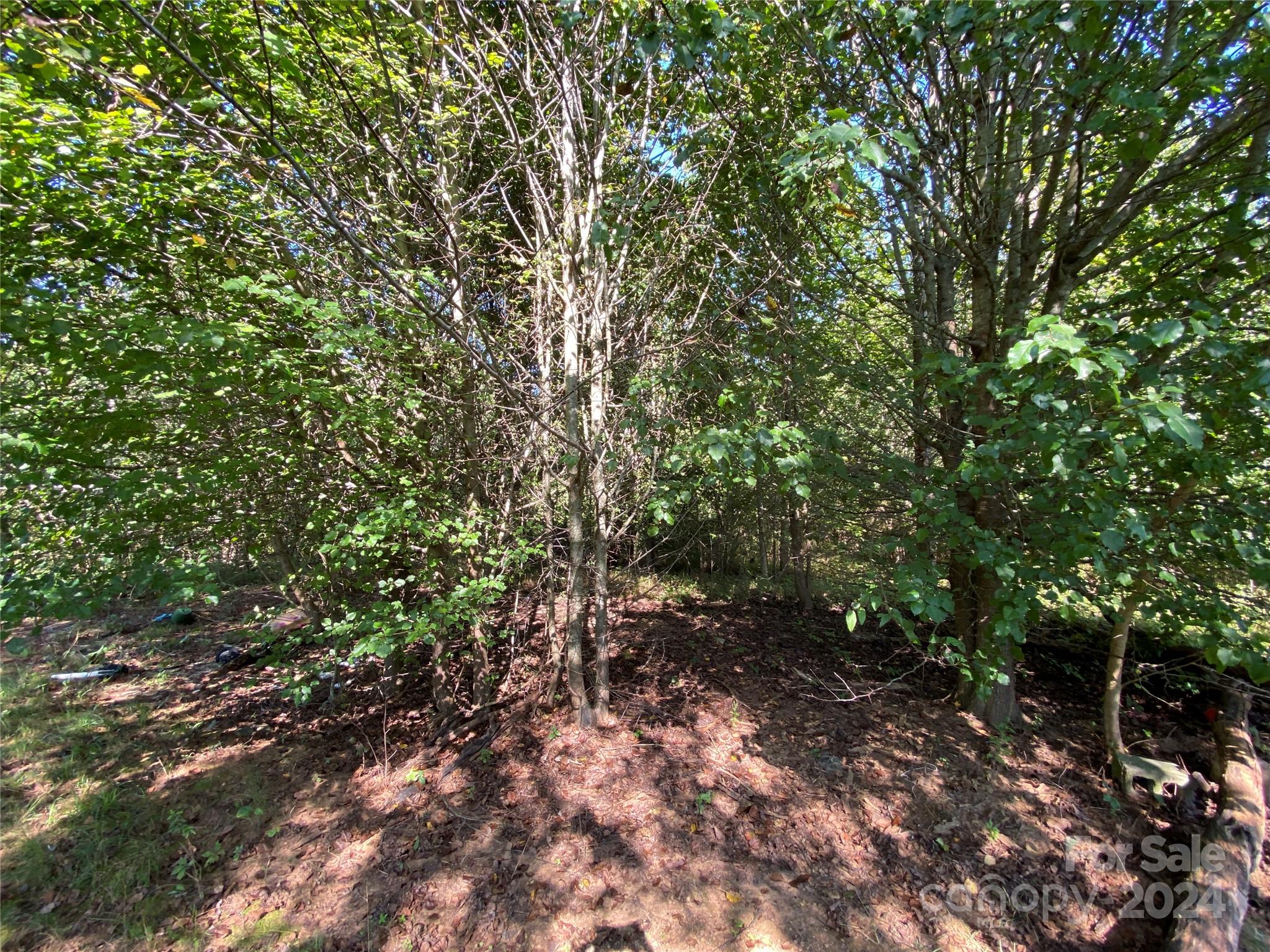 3140 Rutherford College Road Valdese, NC 28690 - Photo 39 of 40 a view of a forest with lots of trees