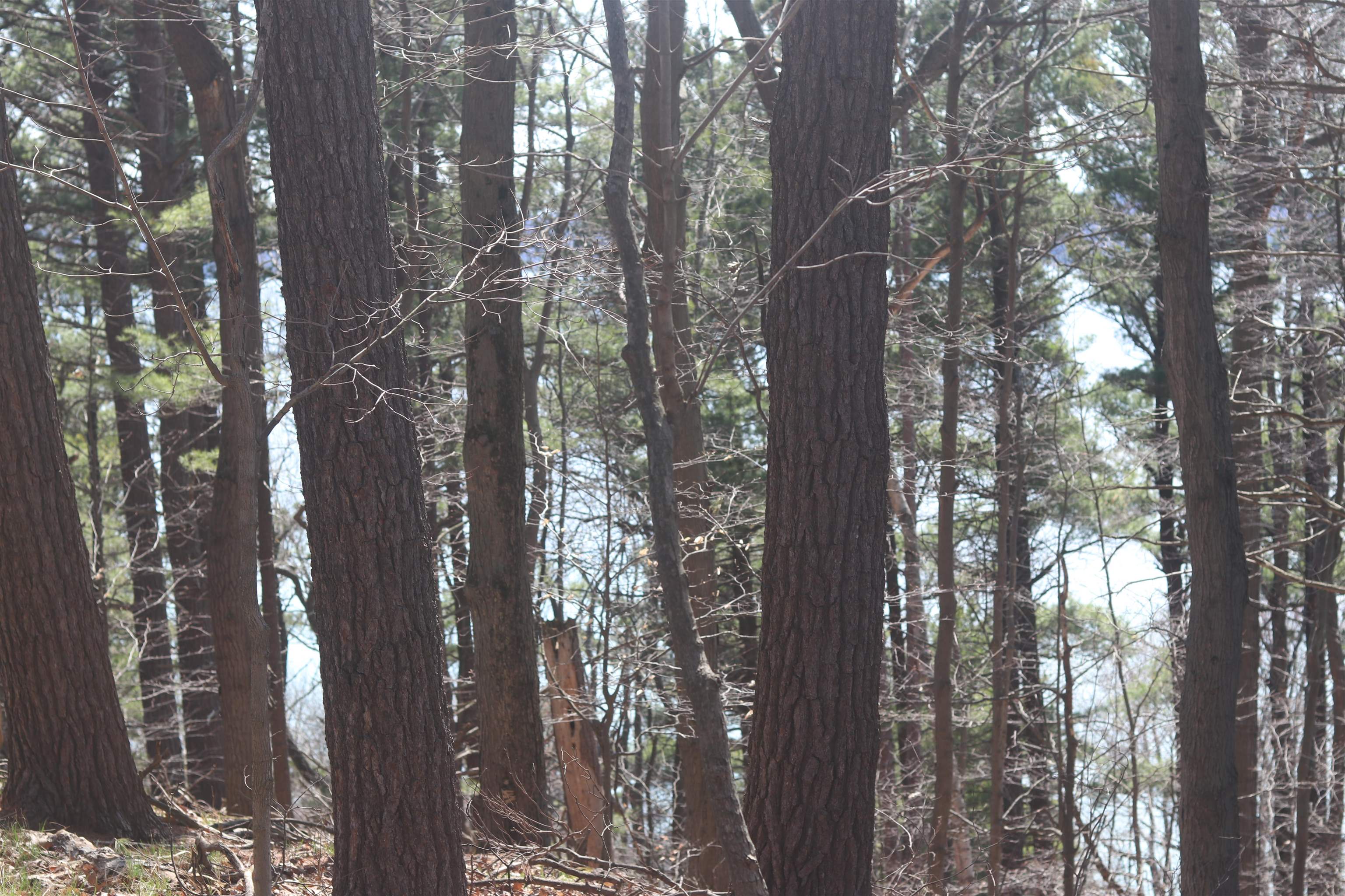 Lot 5 Crystal View Common Frankfort, MI 49635 - Photo 8 of 15