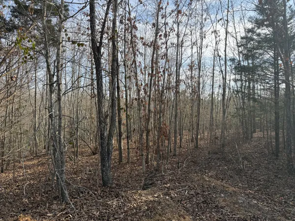 a view of a yard with lots of trees