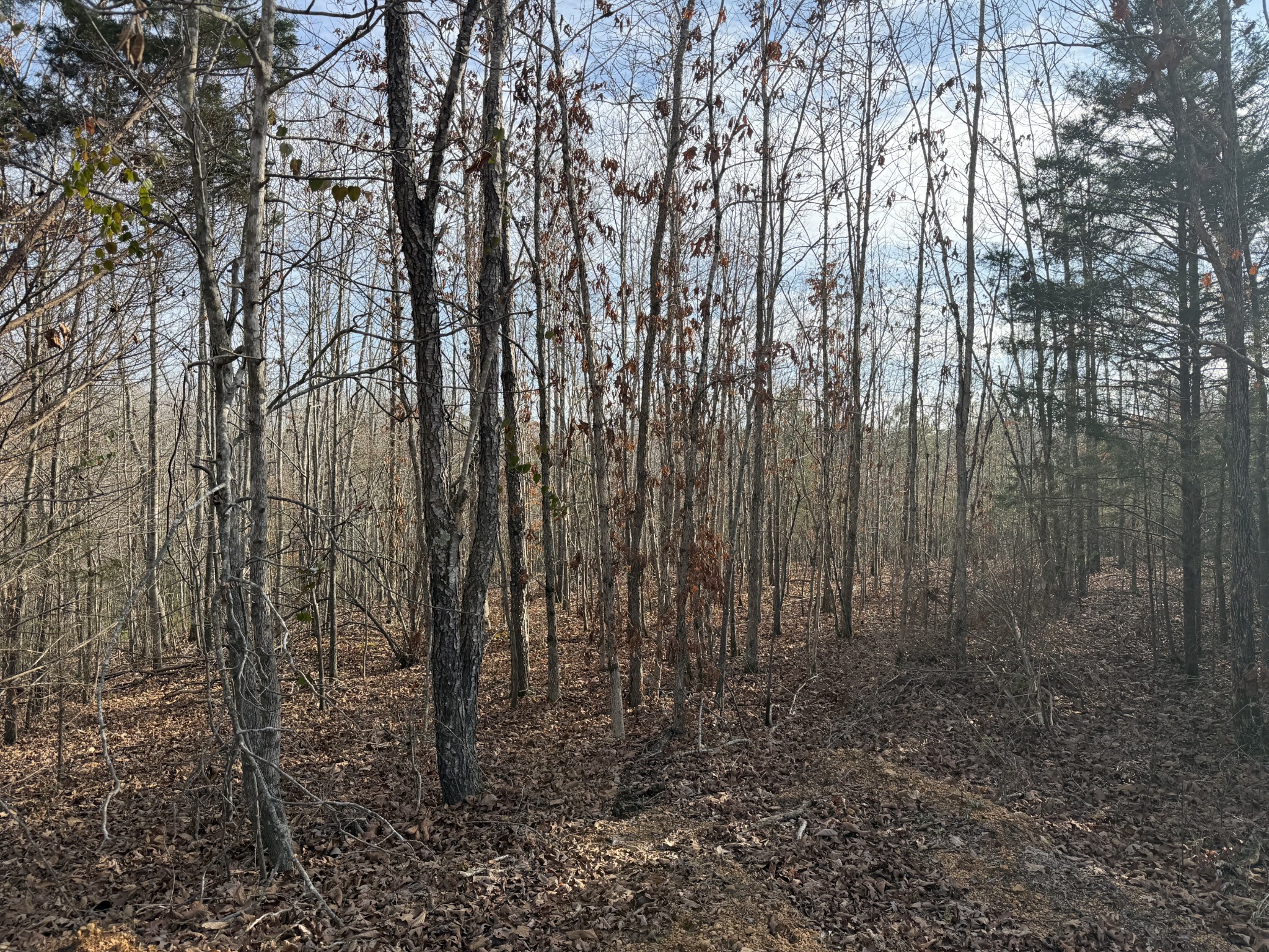 0 Highway 50 W Loop West Centerville, TN 37033 - Photo 3 of 7 a view of a yard with lots of trees