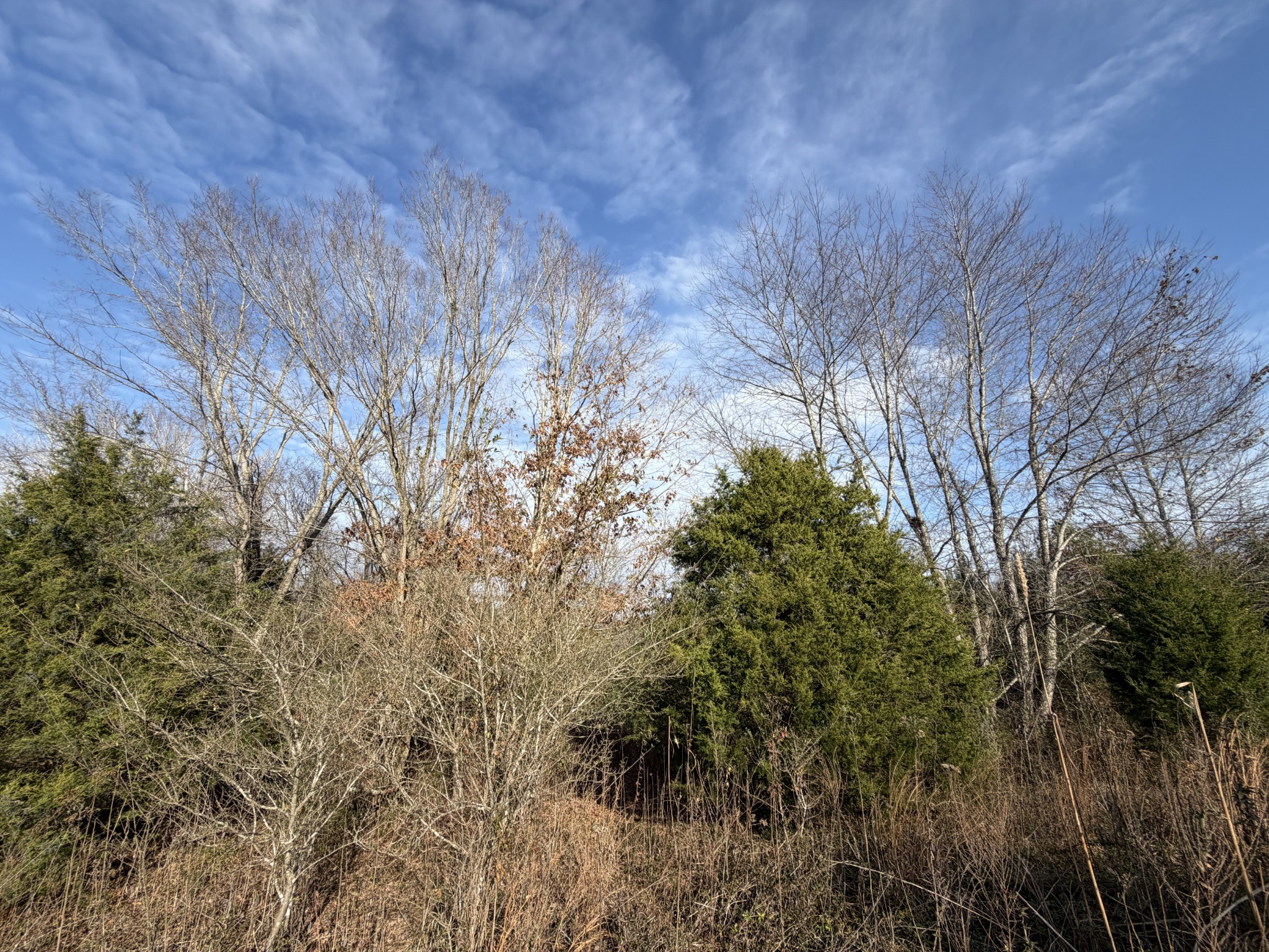0 Highway 50 W Loop West Centerville, TN 37033 - Photo 5 of 7 a view of a yard