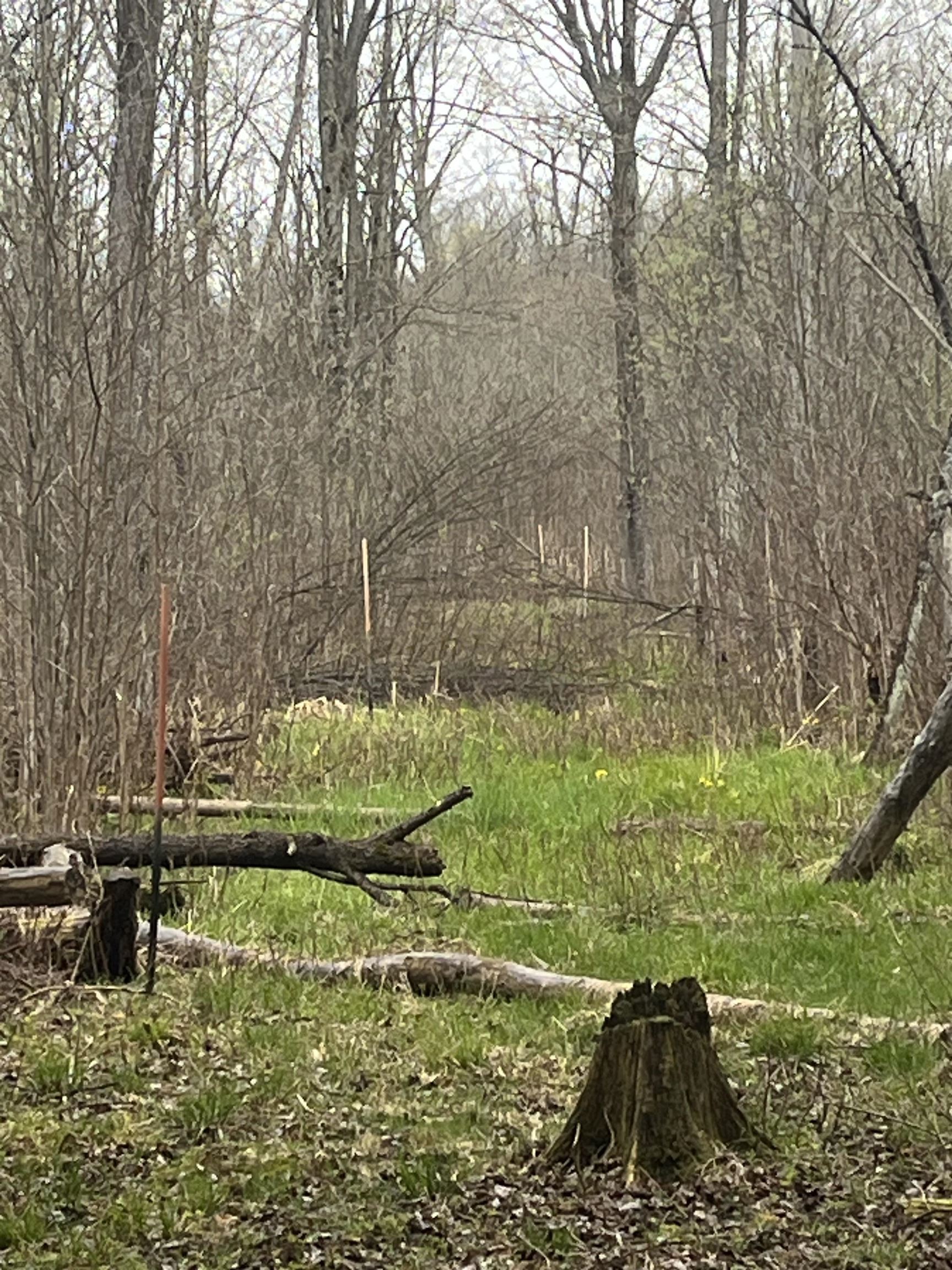 0 Wallen Road Thompsonville, MI 49683 - Photo 12 of 16 1947190-6a2b9815-47fa-409d-a173-431606e213bf.JPG