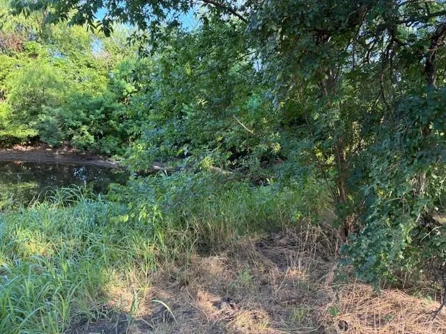 a view of a lush green forest