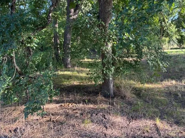 a view of a forest with lots of trees