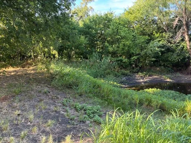 a view of a lush green forest