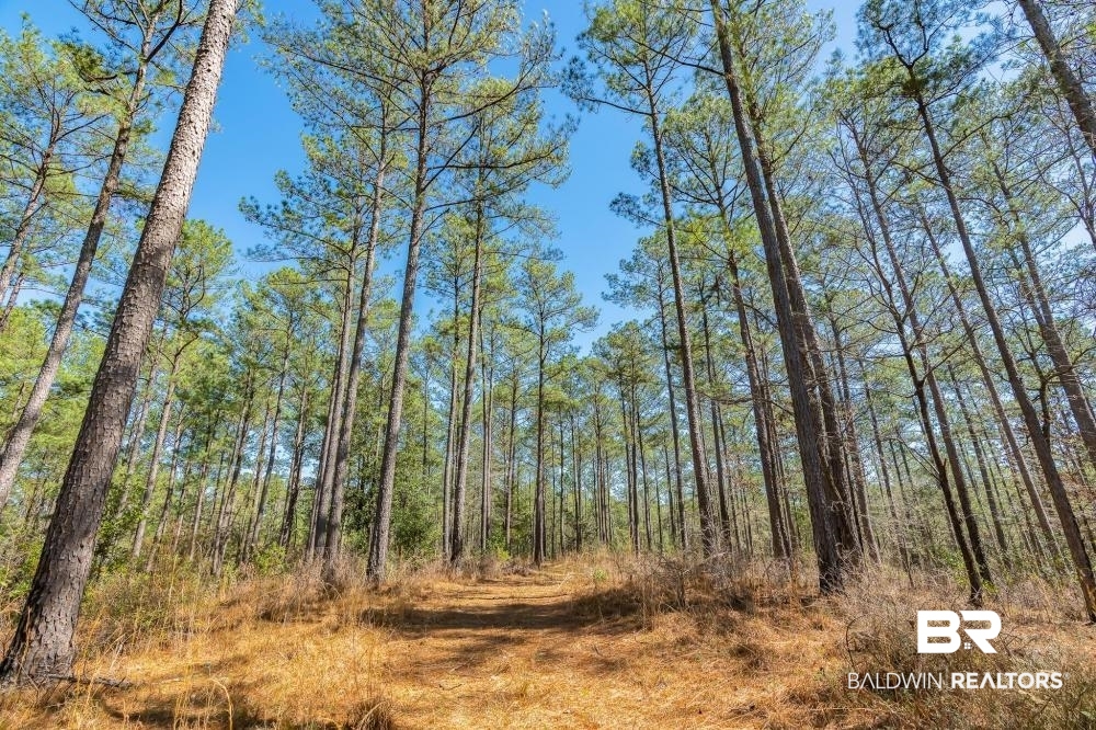 0 Private Road Millry, AL 36558 - Photo 24 of 50