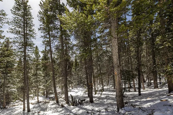 a view of a forest with trees in the background