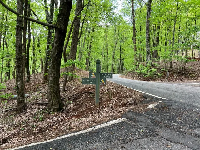 a view of a forest with trees