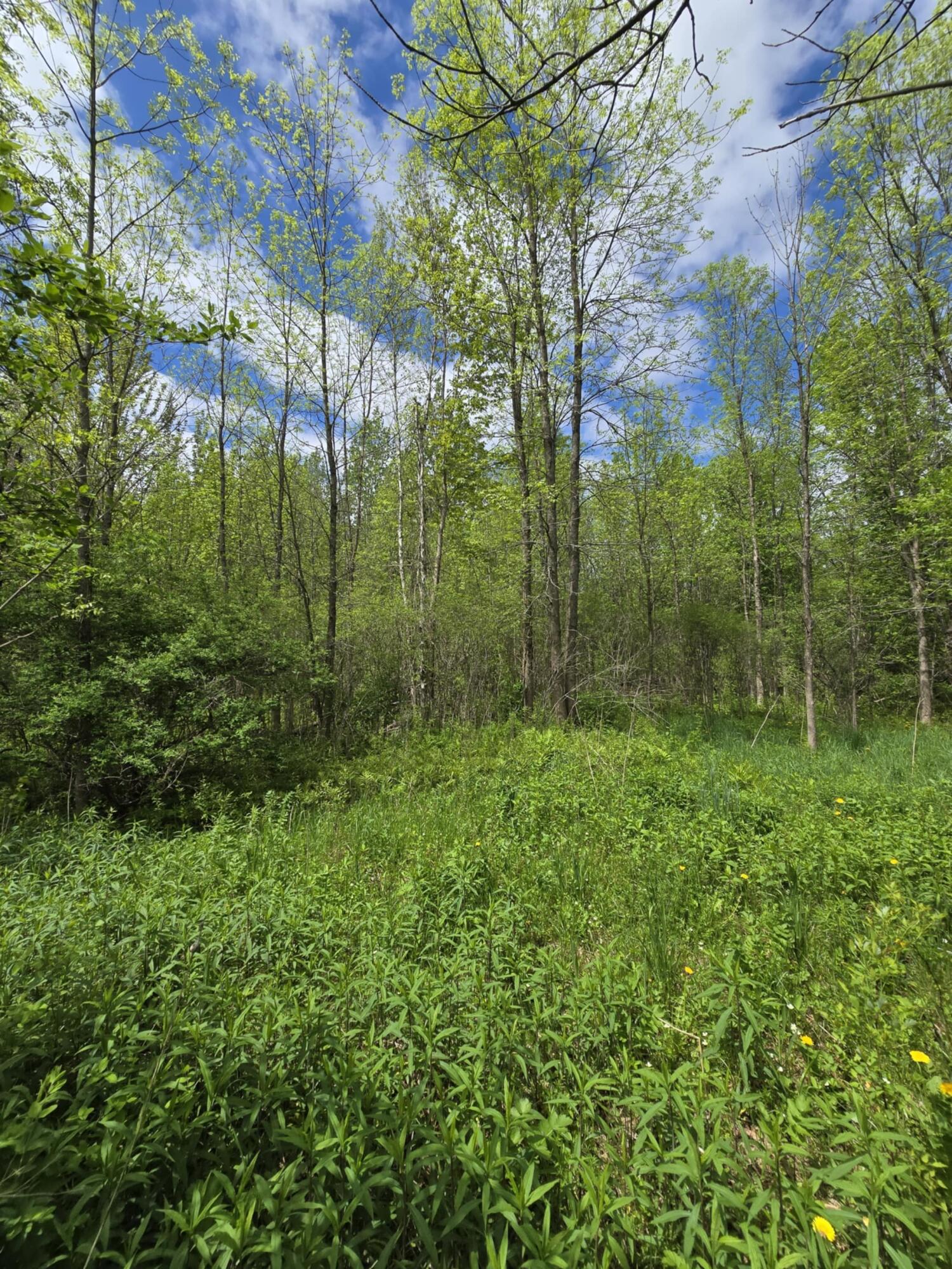0 Broad Road Brushton, NY 12916 - Photo 6 of 9 f