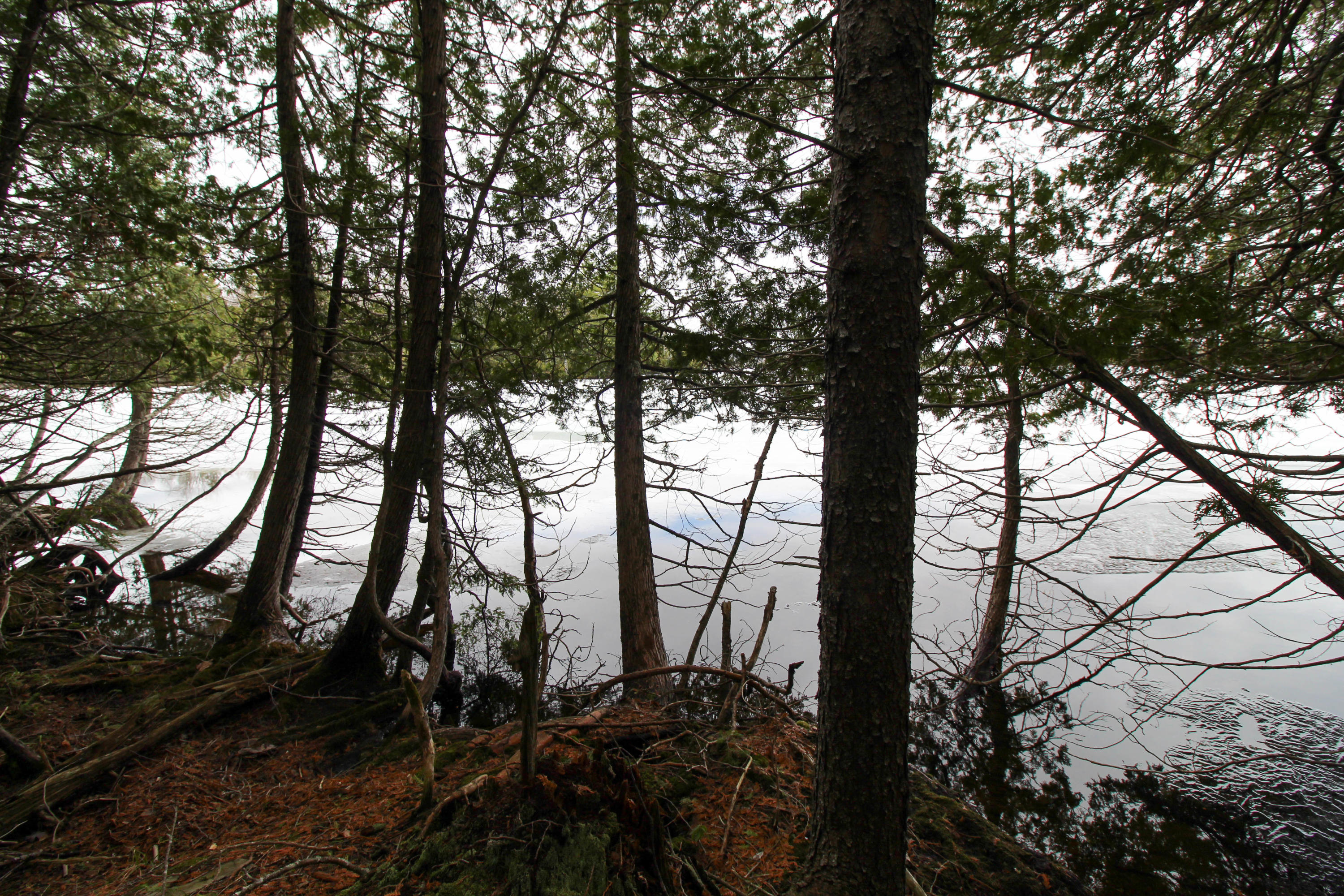 Lot 18 Pullyard Road Sangerville, ME 04479 - Photo 15 of 24 Thinning