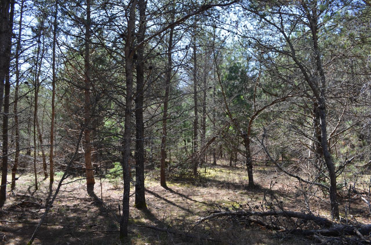 Lot 5 Point O Pines Road Tomahawk, WI 54487 - Photo 15 of 25 Gallery Image 15