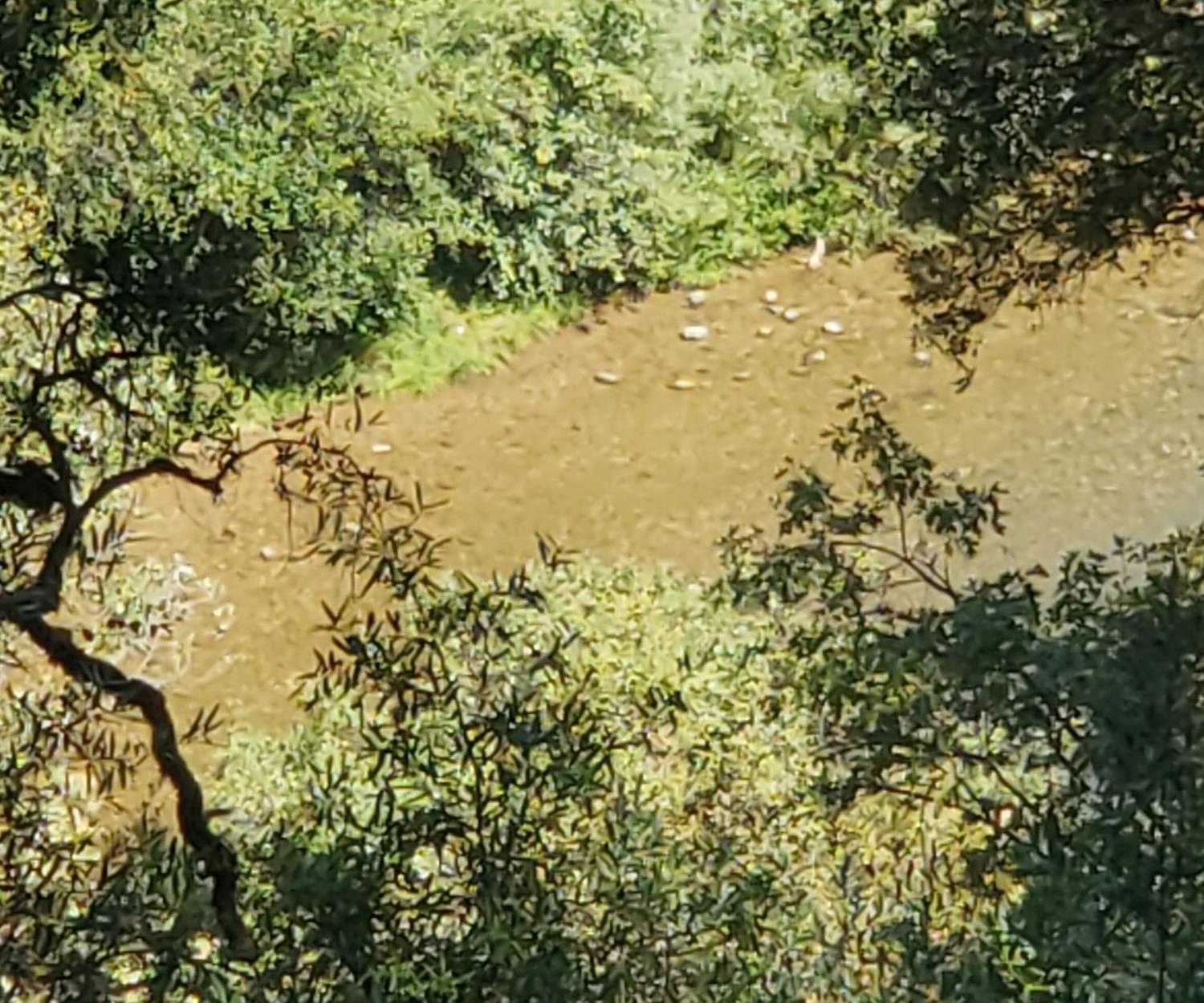 1440 Dog Bar Road Colfax, CA 95713 - Photo 42 of 93 View of the Bear River from the deck