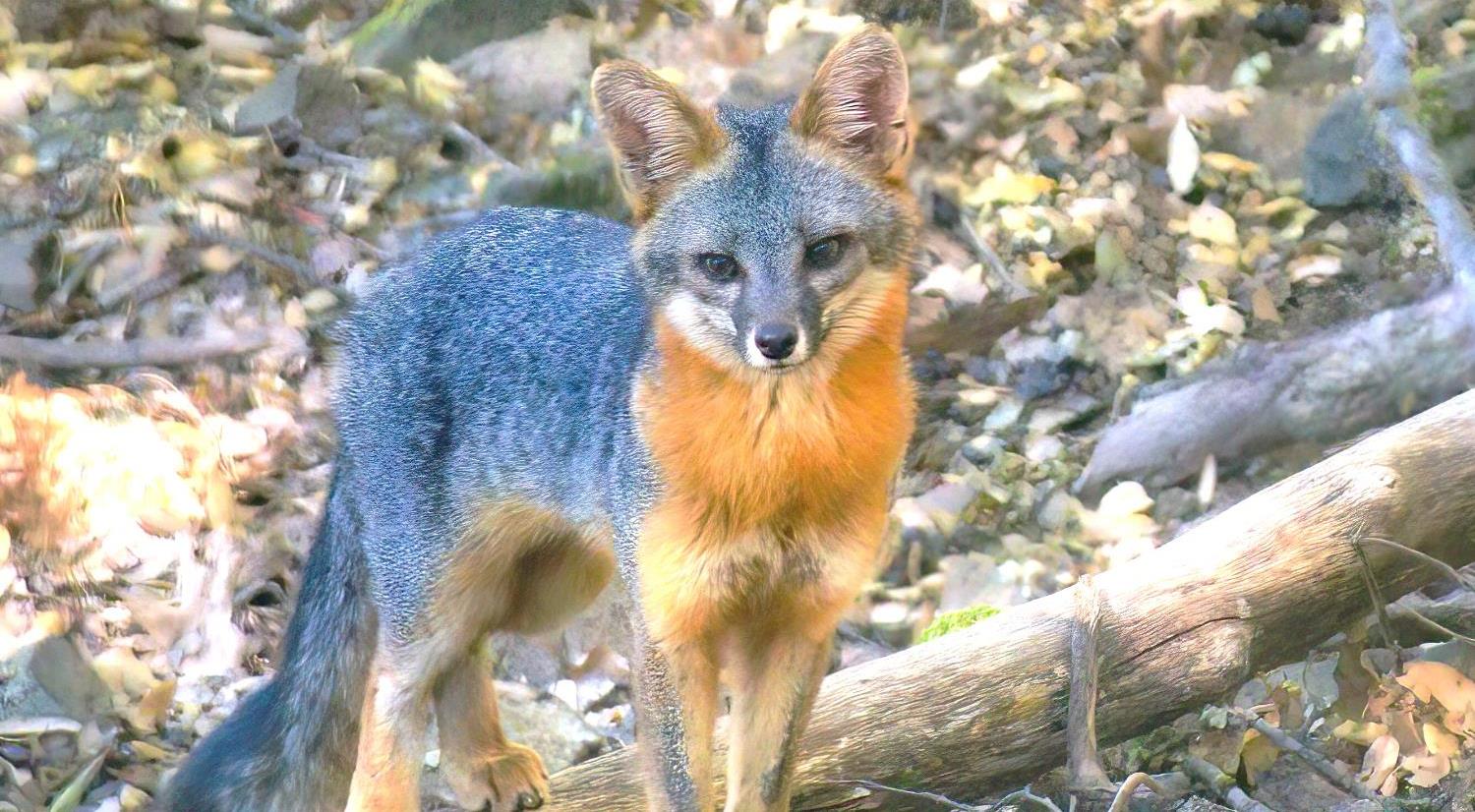 1440 Dog Bar Road Colfax, CA 95713 - Photo 43 of 93 Wildlife at 1440 Dog Bar Rd. Colfax, Ca.
