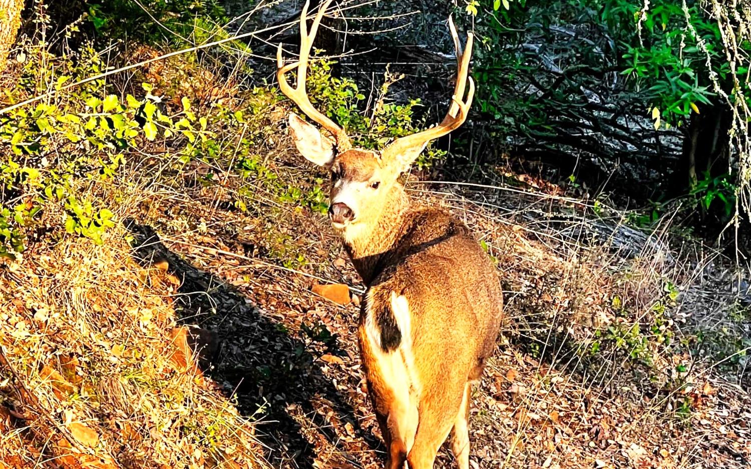 1440 Dog Bar Road Colfax, CA 95713 - Photo 45 of 93 Blacktail Deer at 1440 Dog Bar Rd. Colfax, Ca.