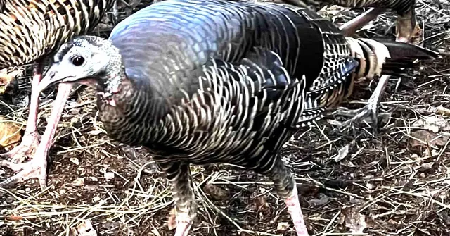 $1,125,000 | 1440 Dog Bar Road, Colfax, CA 95713