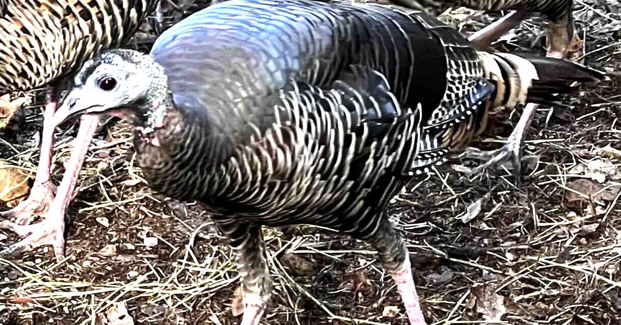 1440 Dog Bar Road Colfax, CA 95713 - Photo 87 of 93 Wild Turkey at 1440 Dag Bar Rd. Colfax, Colfax, Ca