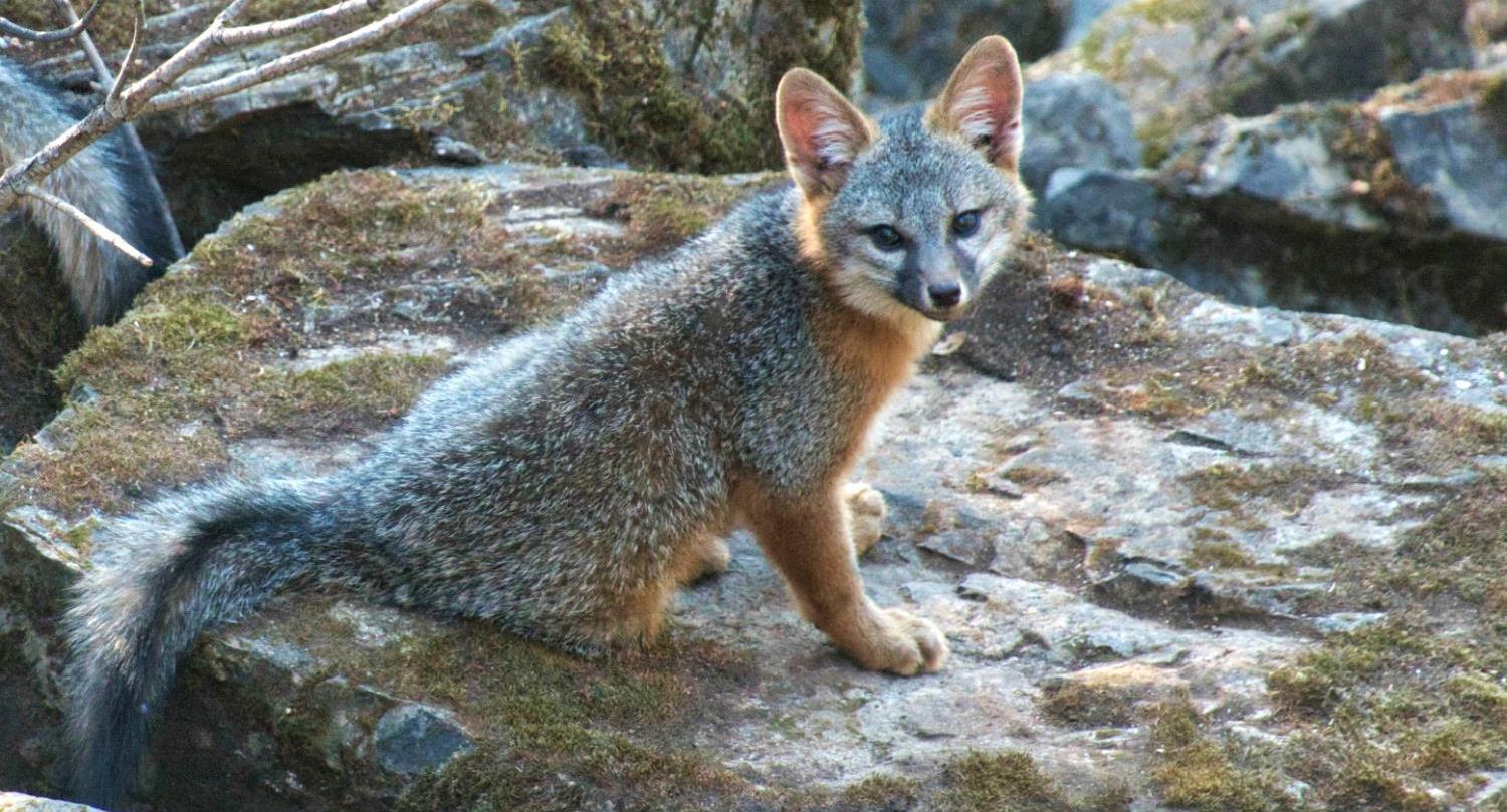1440 Dog Bar Road Colfax, CA 95713 - Photo 90 of 93 Sitting Fox. Nature's incredible wildlife setting above the Bear River at 1440 Dog Bar Rd. Colfax, Ca.
