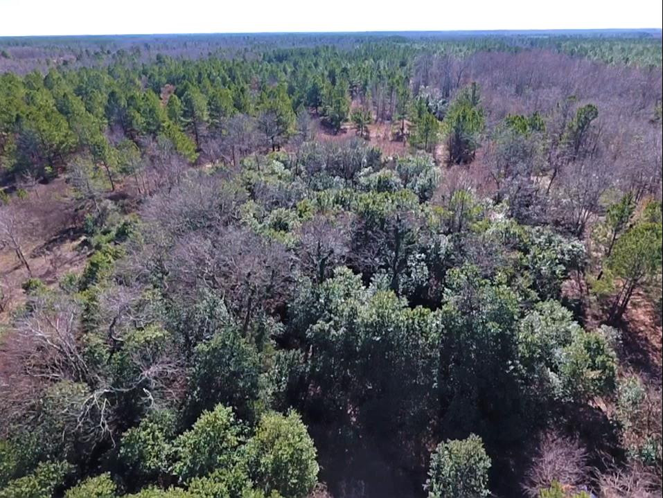 0 McLaurin Road Wedgefield, SC 29168 - Photo 9 of 15 Gallery Image 9