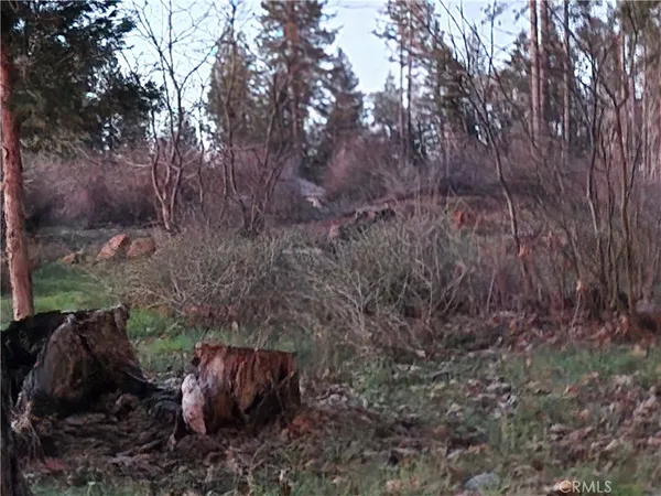 a view of garden with plants and trees