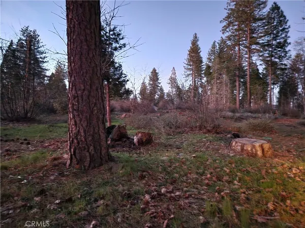 a view of a yard with a tree