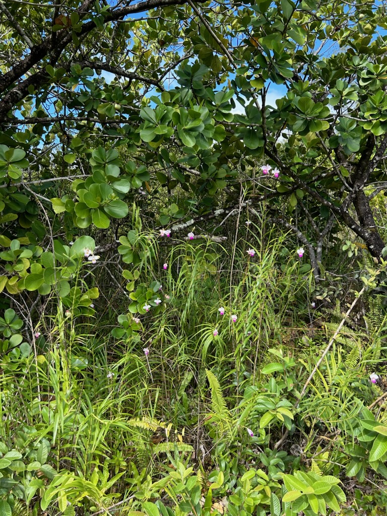 172 Plumeria Road Pahoa, HI 96778 - Photo 1 of 1 a view of a tree