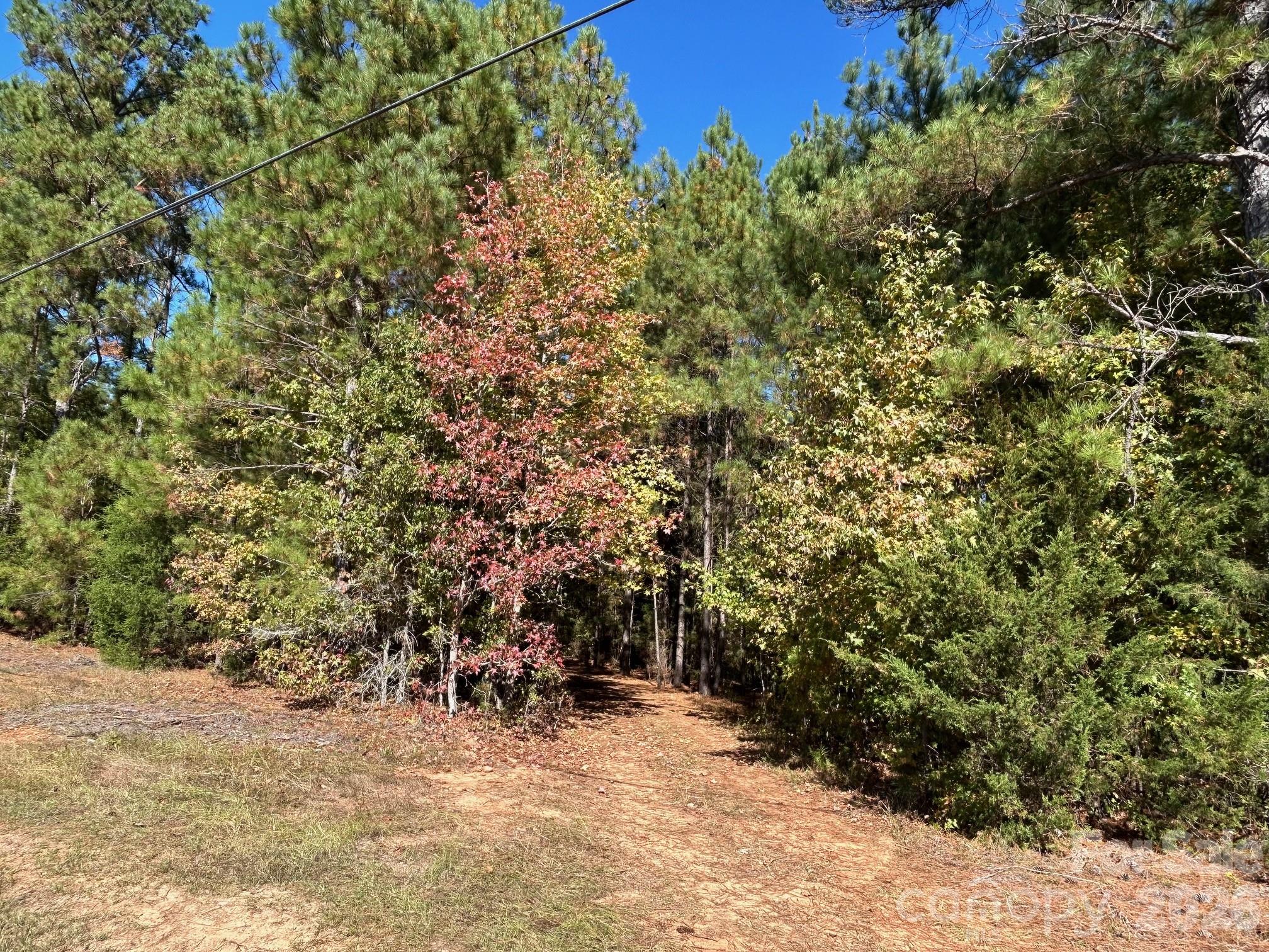 5-ac Lot 2 5-ac Road Richburg, SC 29729 - Photo 18 of 41 a view of a yard with plants and trees