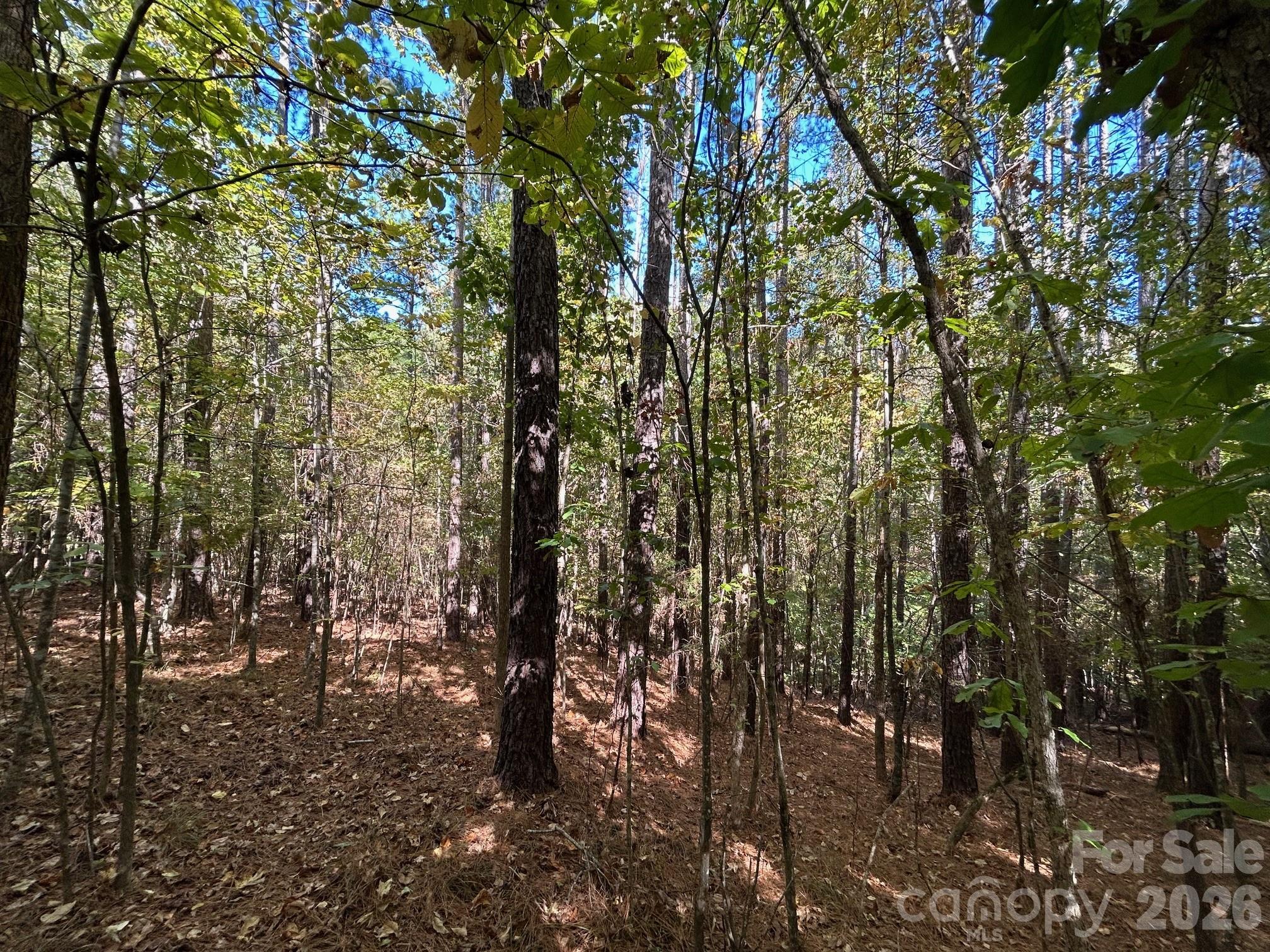 5-ac Lot 2 5-ac Road Richburg, SC 29729 - Photo 36 of 41 a view of a forest with lots of trees