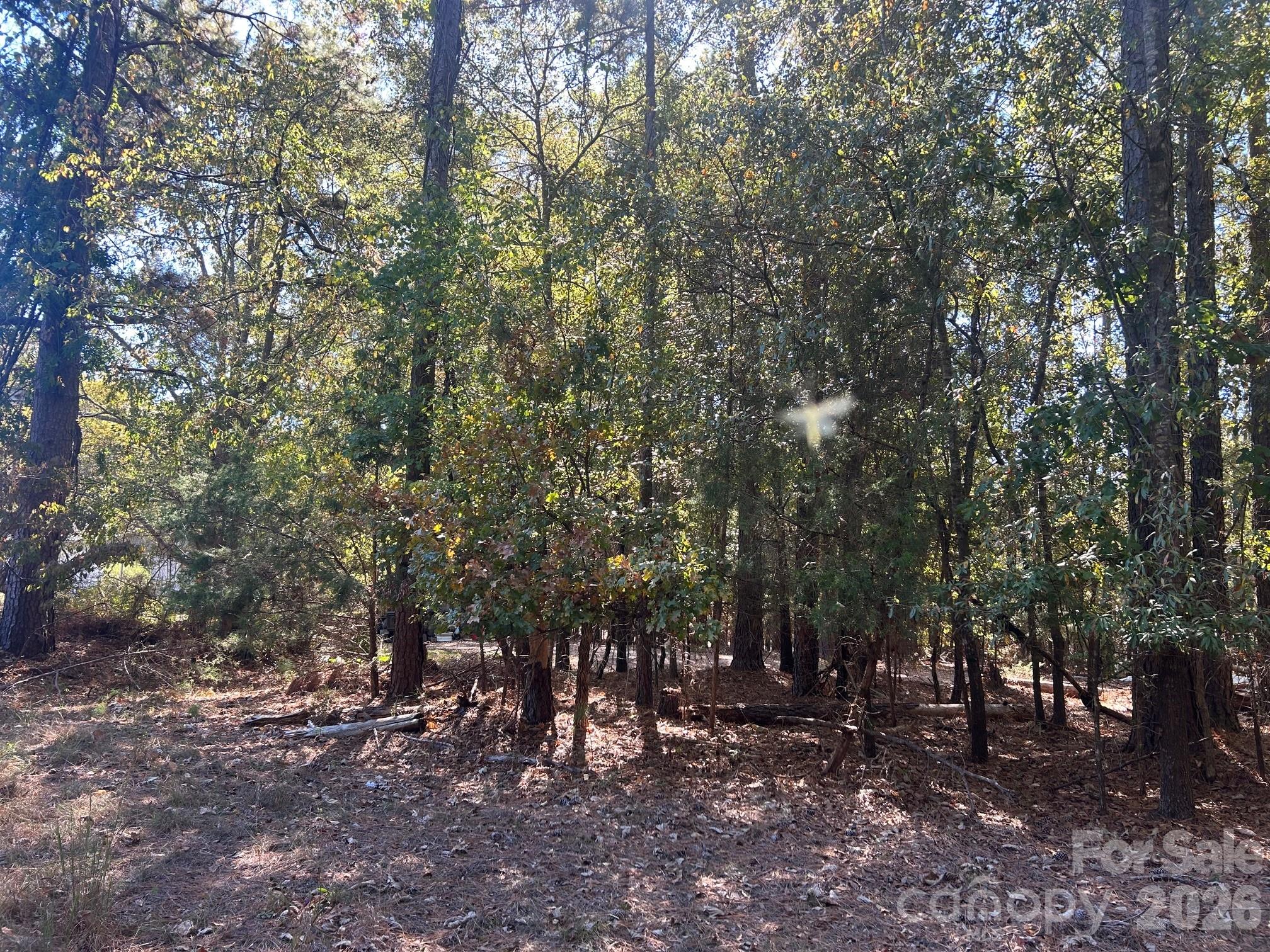 5-ac Lot 2 5-ac Road Richburg, SC 29729 - Photo 7 of 41 a view of some trees in a forest