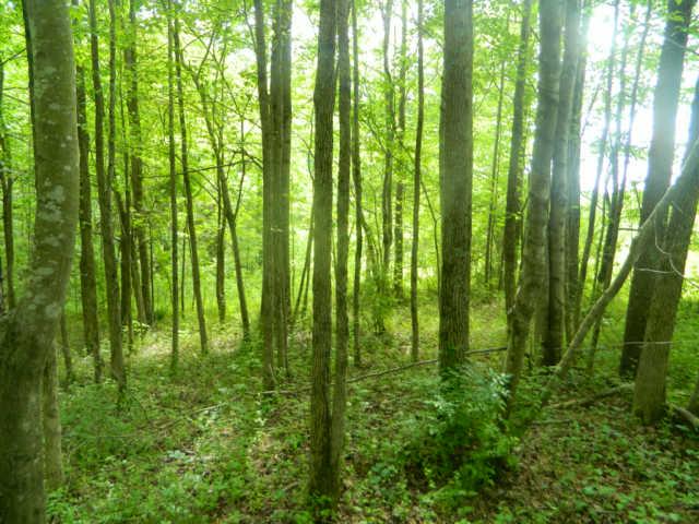 6 Mannin Road Leoma, TN 38468 - Photo 14 of 14 Plenty of land open and wooded to enjoy
