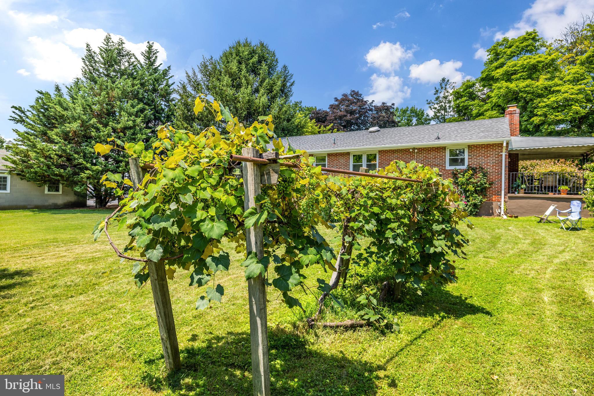 13531 Triadelphia Road Ellicott City, MD 21042 - Photo 34 of 46 Grapevines