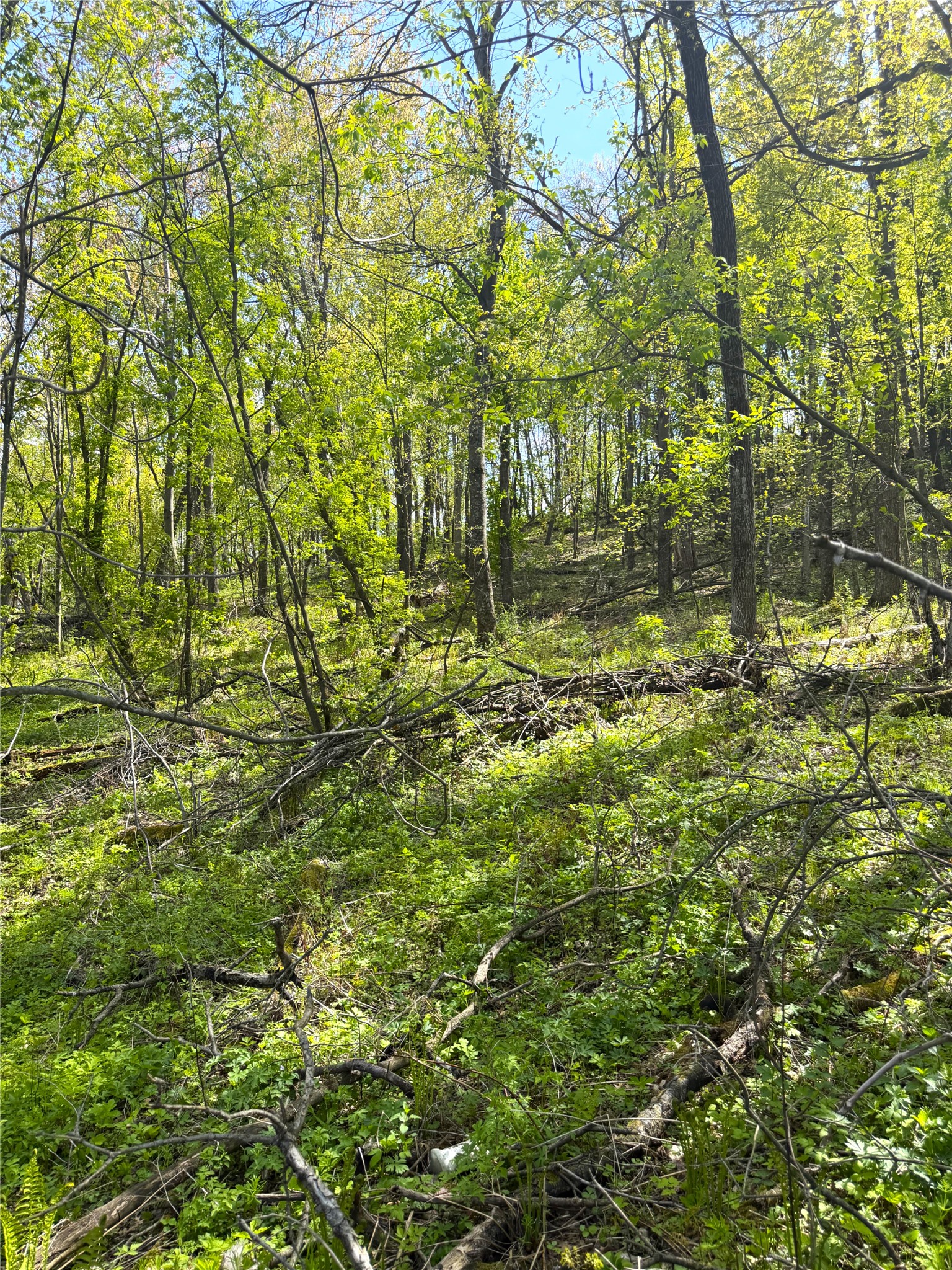125-acres Steig Coulee Road Osseo, WI 54758 - Photo 12 of 32