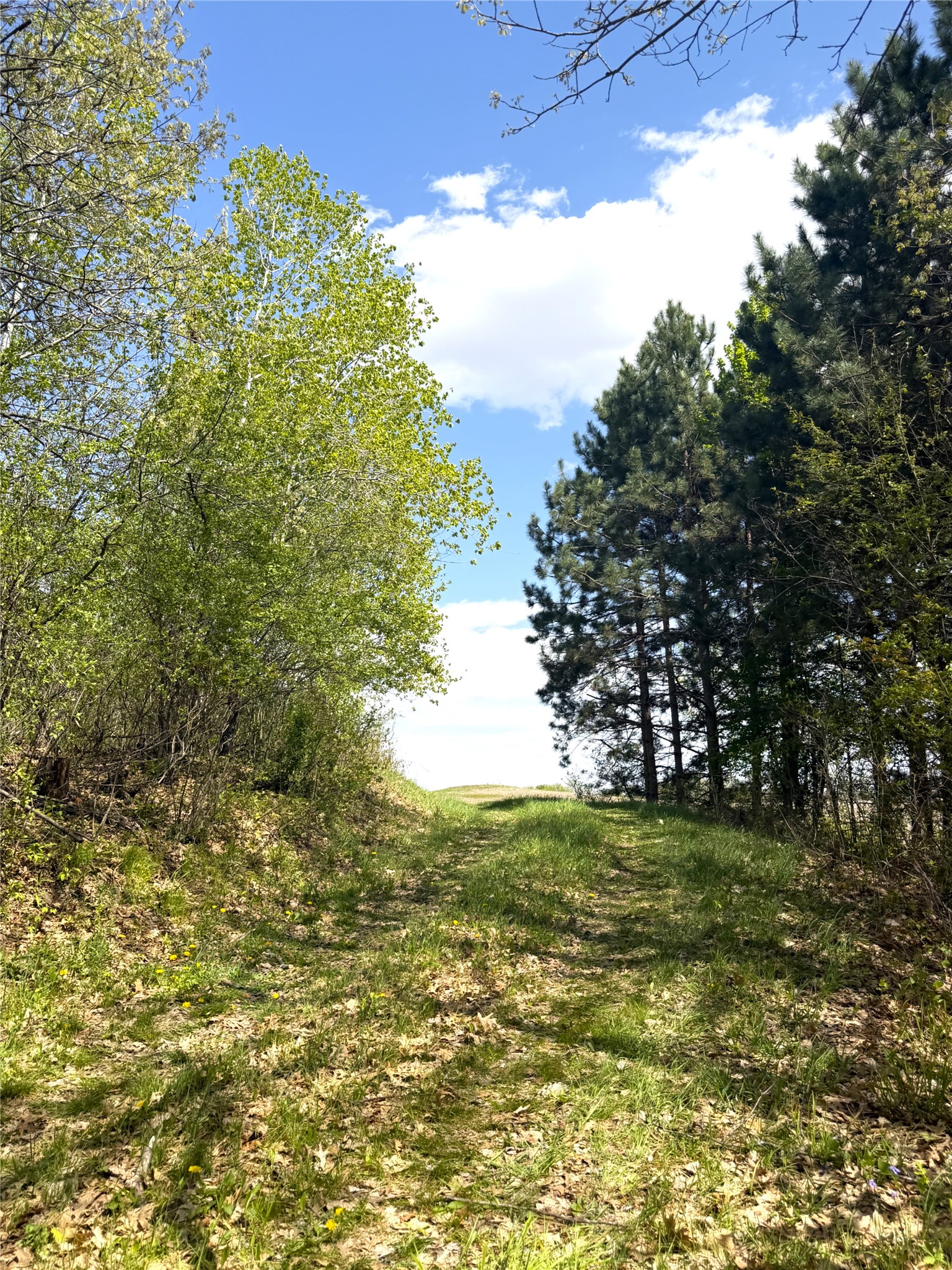 125-acres Steig Coulee Road Osseo, WI 54758 - Photo 4 of 32