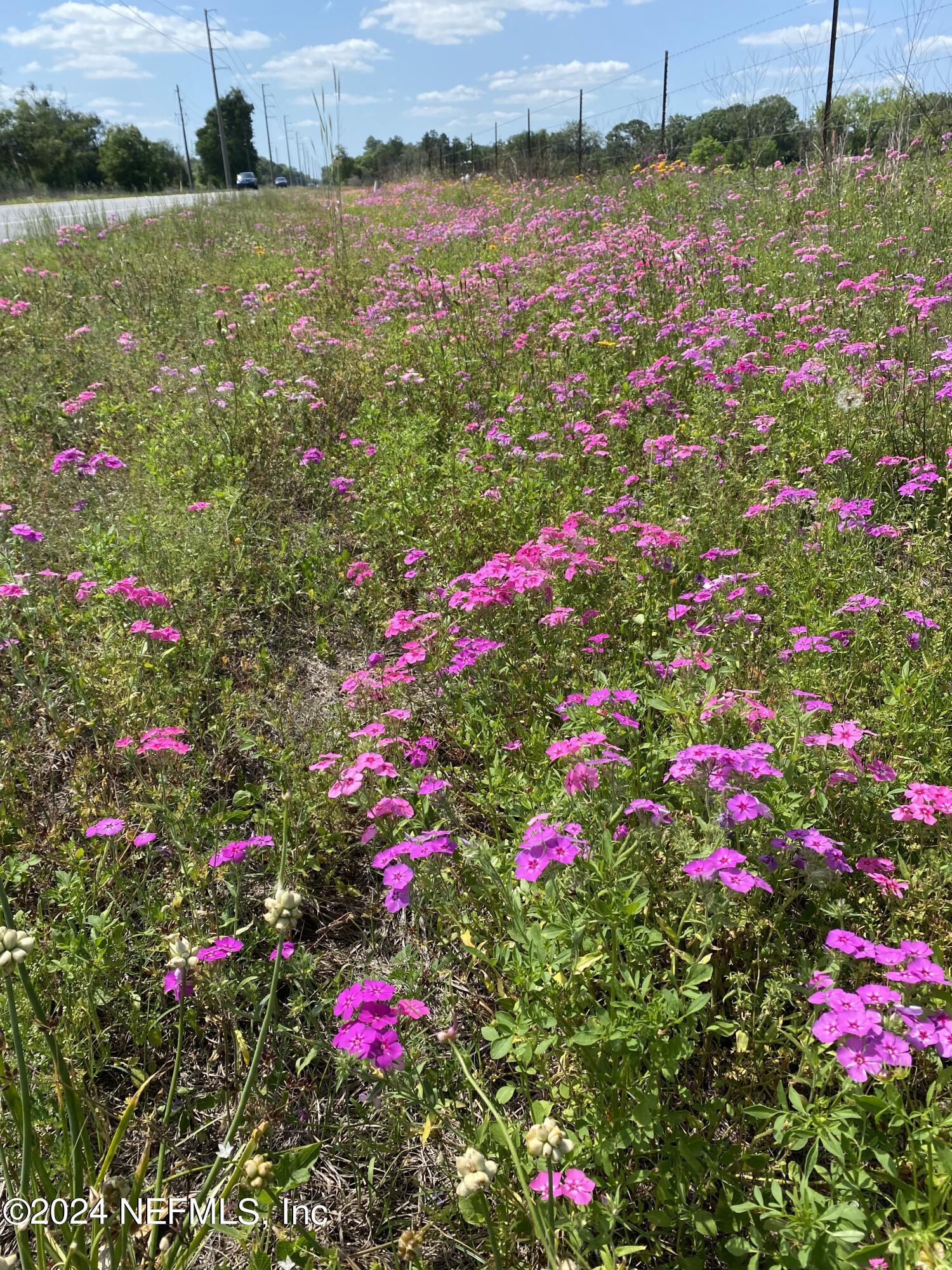 9005 US 90 Lee, FL 32059 - Photo 4 of 19 a view of a flower and lots of flowers