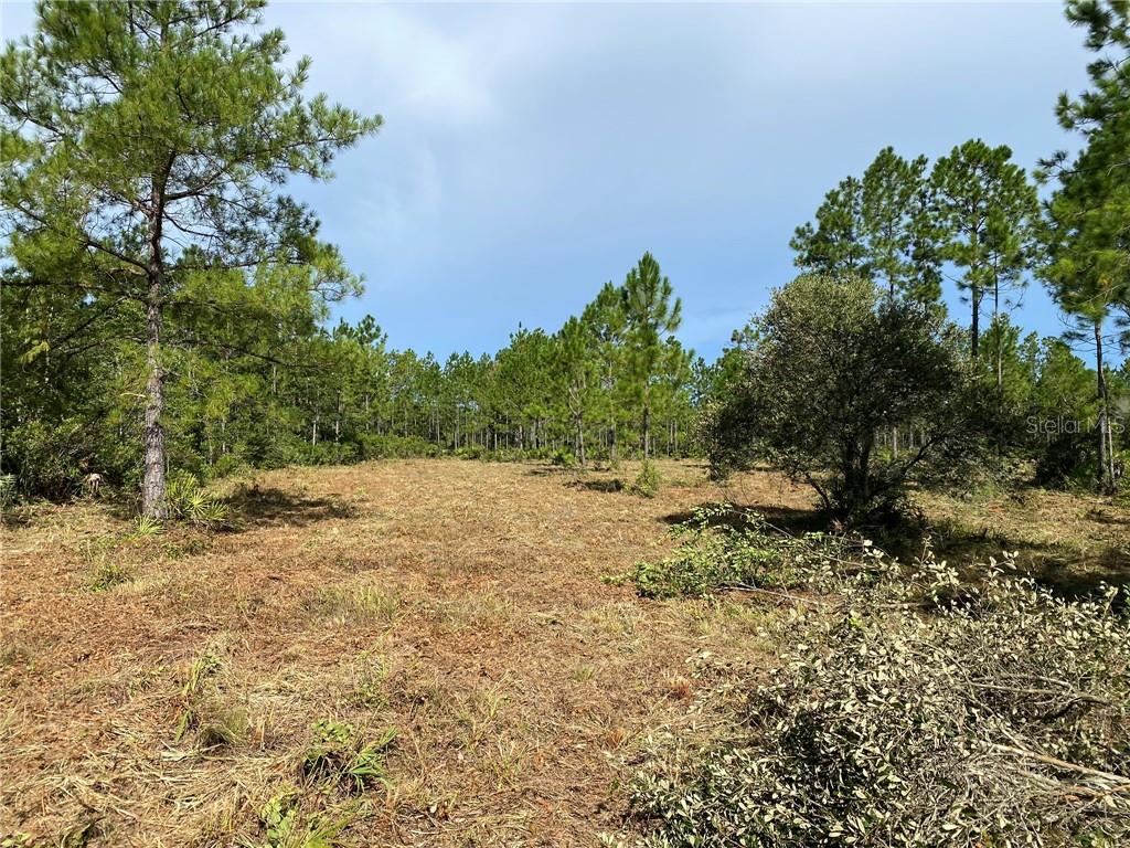 861 Tree Forest Court Pierson, FL 32180 - Photo 1 of 1