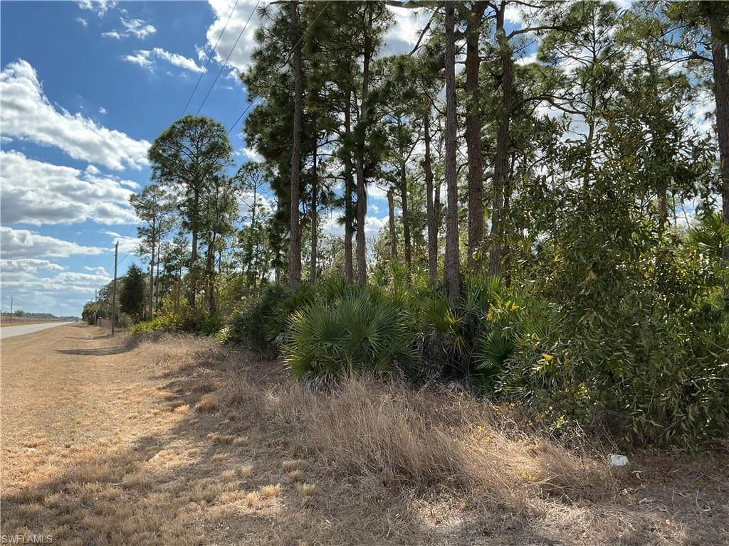 430-450 North Cabbage Palm Street Clewiston, FL 33440 - Photo 9 of 13 a view of a forest filled with trees