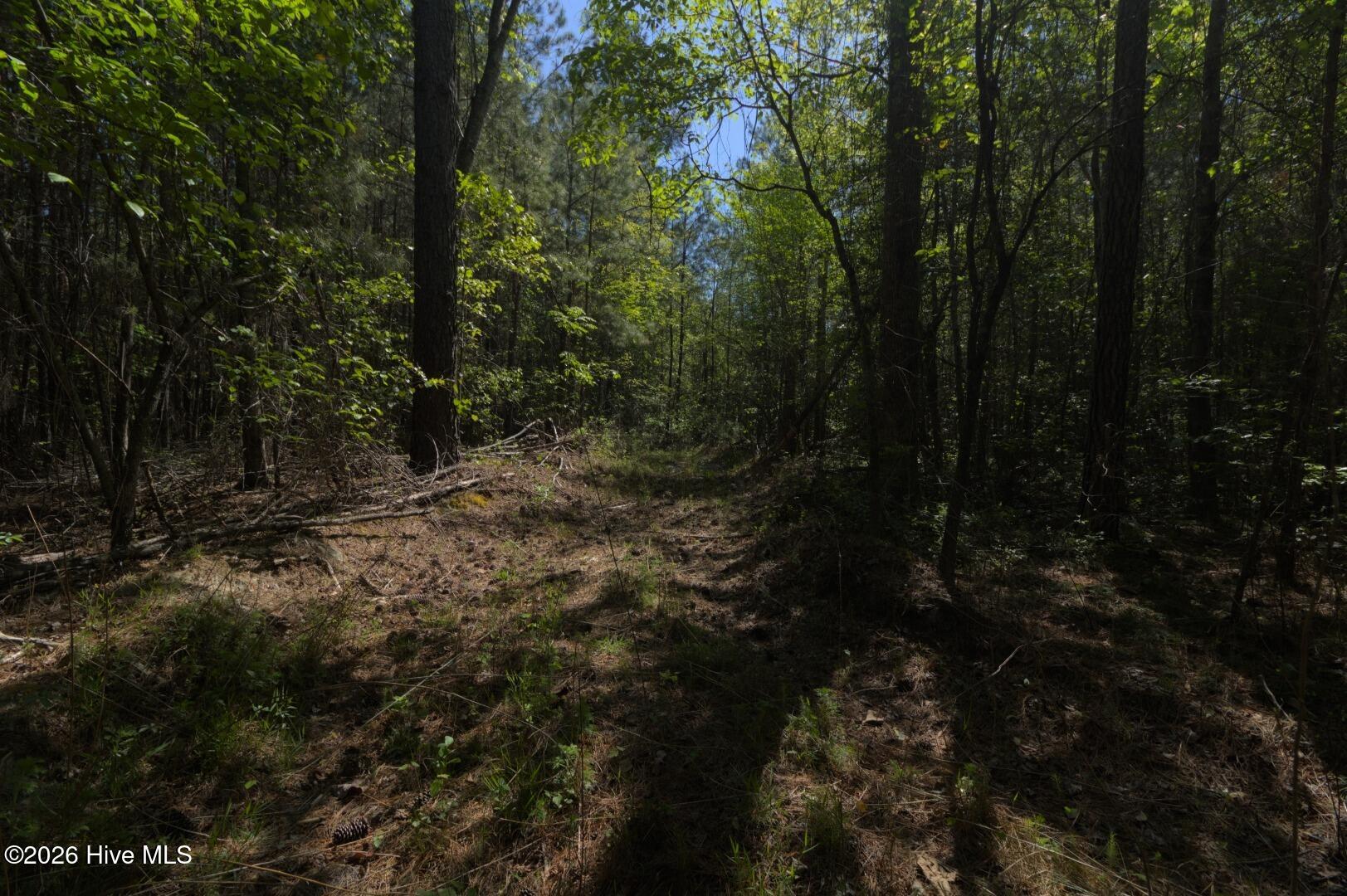 0 Sr 1226 Road Aberdeen, NC 28315 - Photo 29 of 43 Ground Site 11 Access East Alt (2)